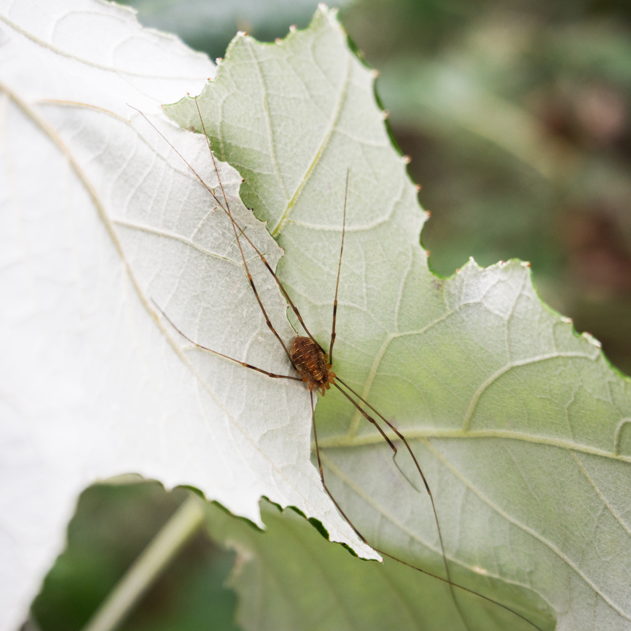 表里的生物爸爸为什么不让我动表，