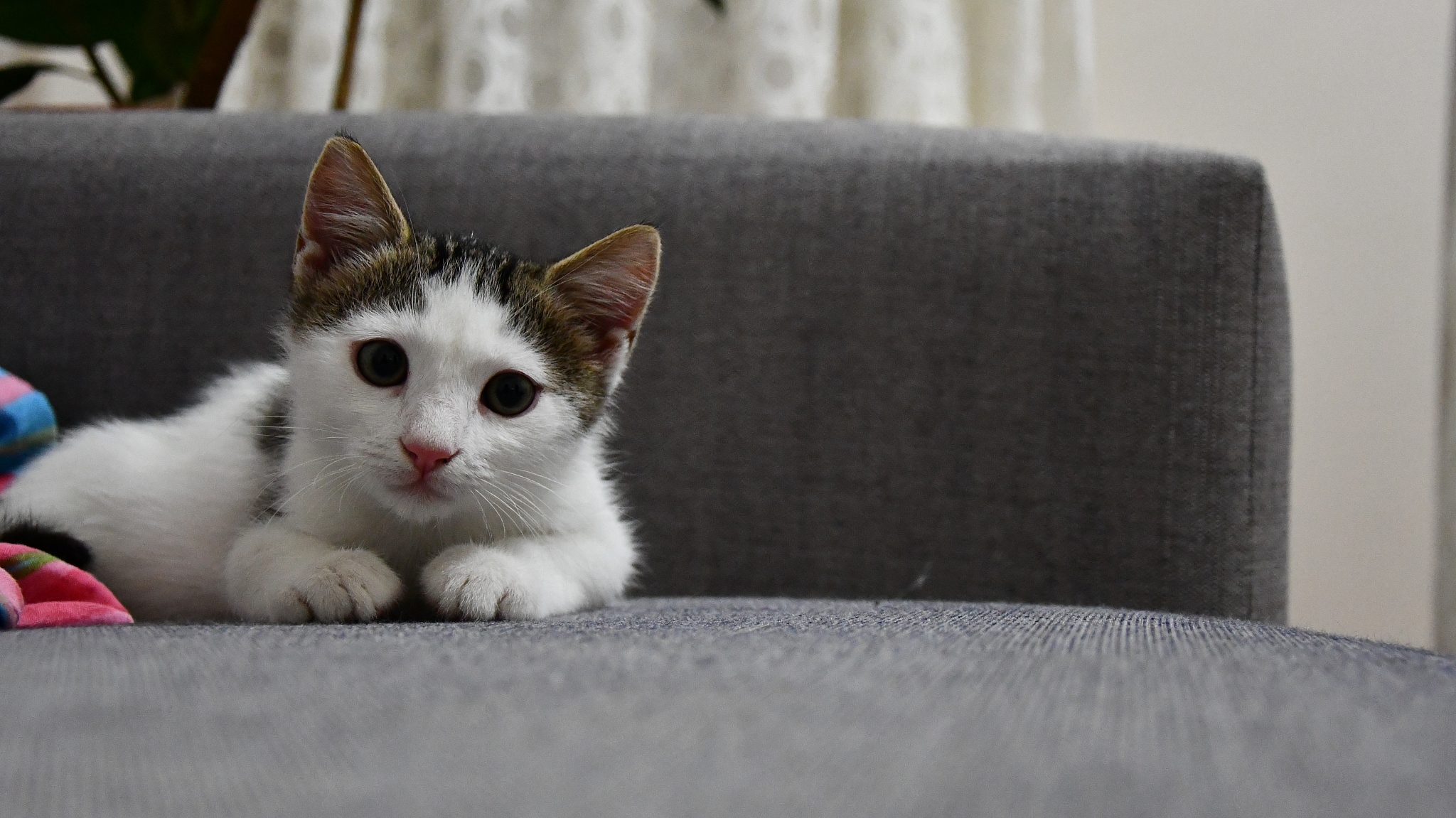 little and sweet cat playing.