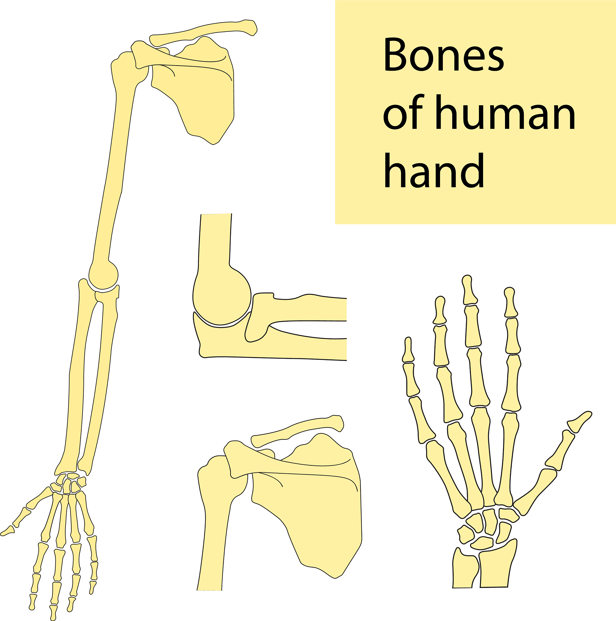 人体骨骼名称：拇指、食指、中指、无名指、小指
