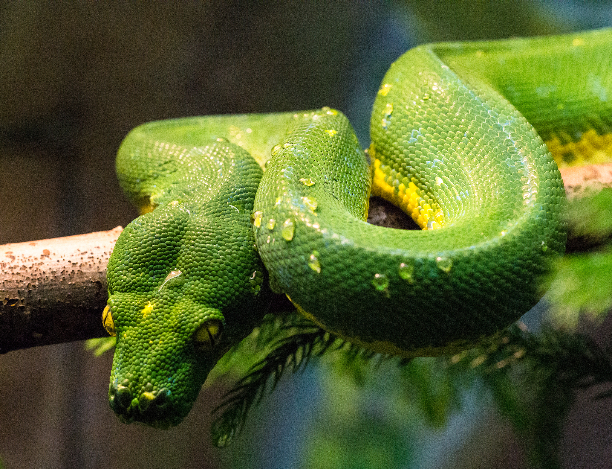 绿色的是什么蛇