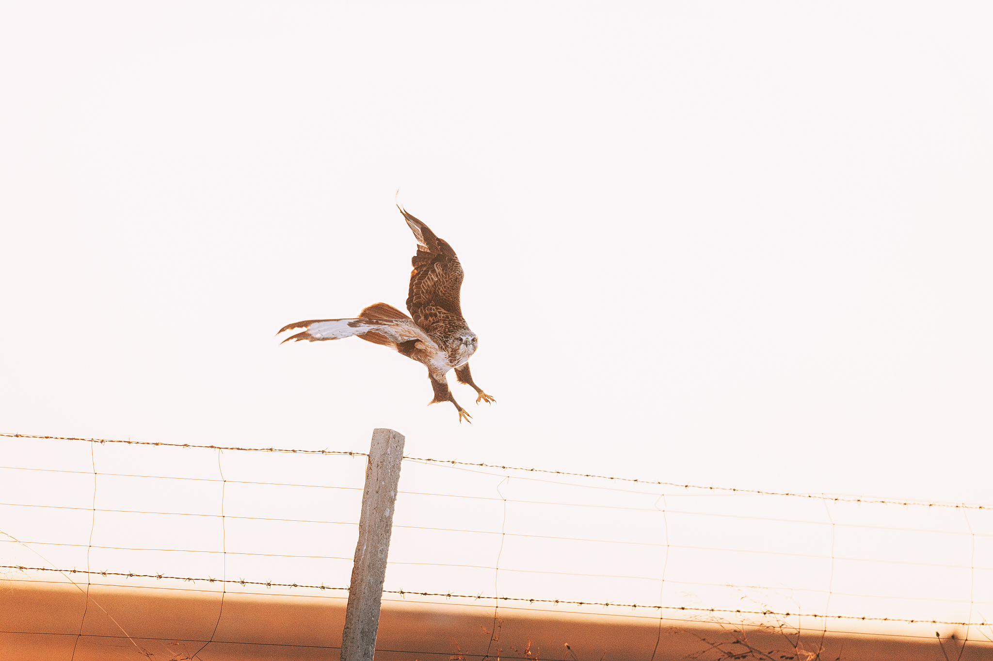 小鸟的勇气：克服困难，重获飞翔