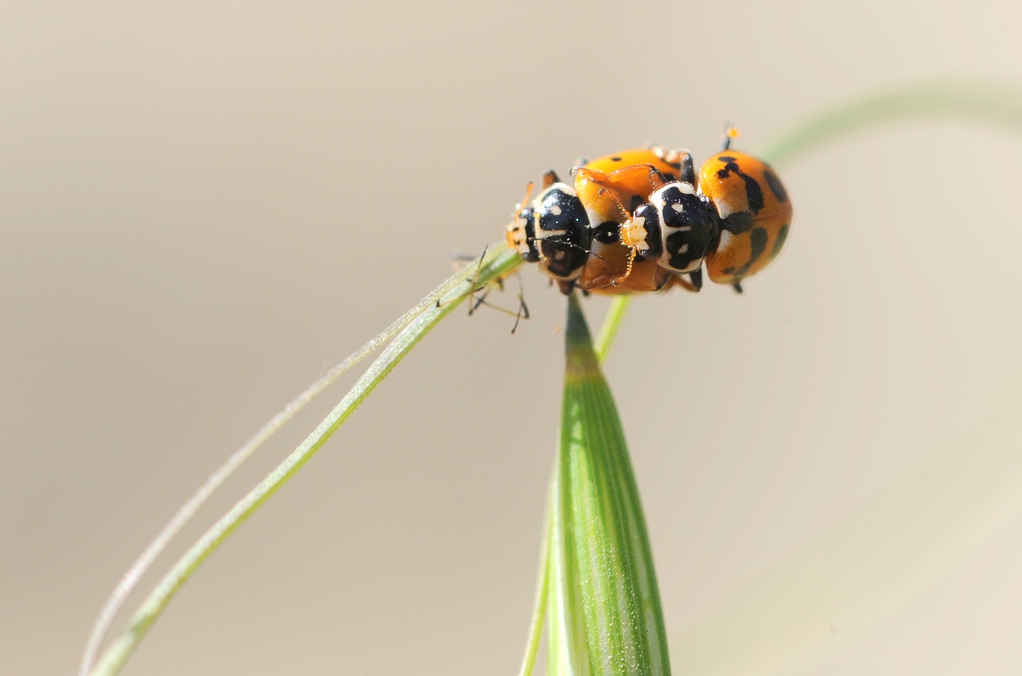 close-up of insect on plant