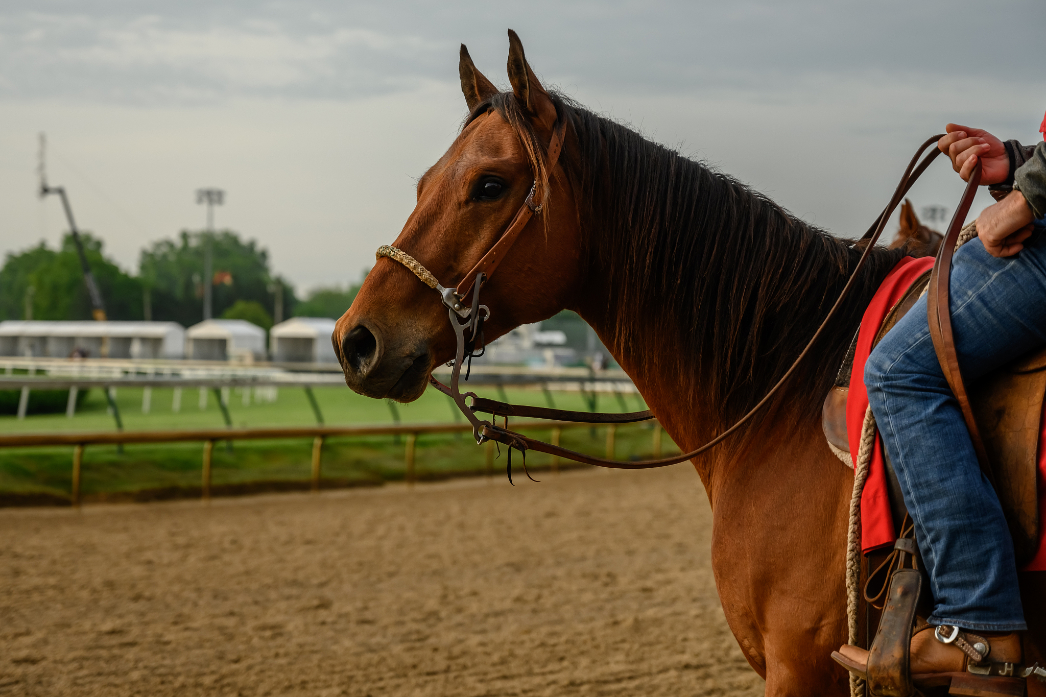 profile of horse over dirt track