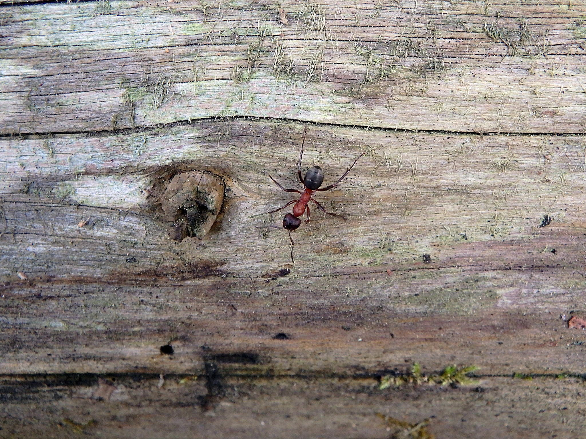 red wood ant, southern wood ant, or horse ant,