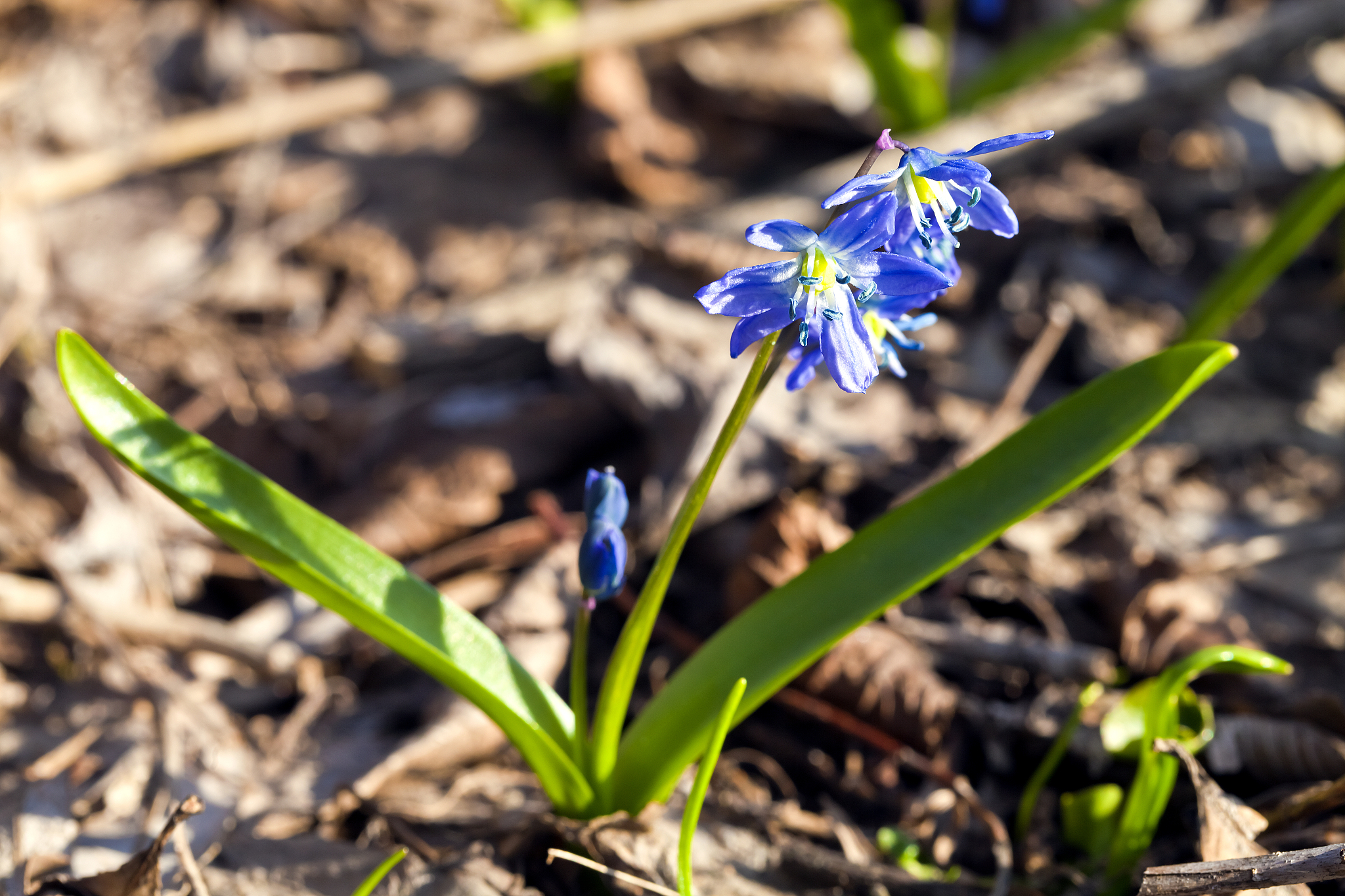 blooming forest snowdrop