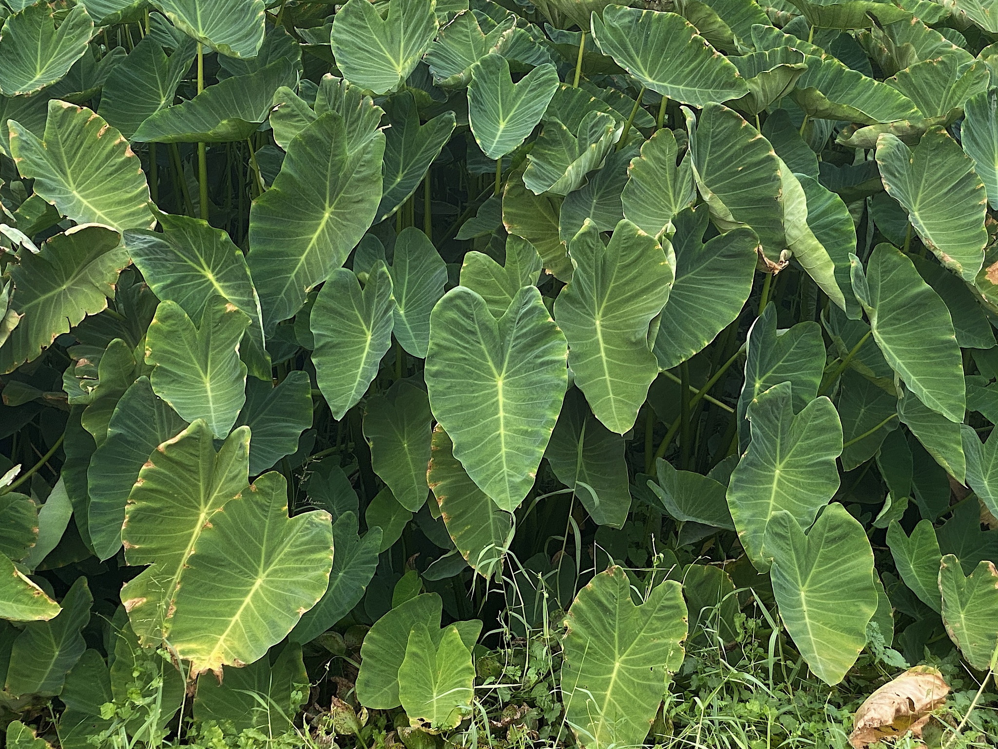 green caladium leaves .