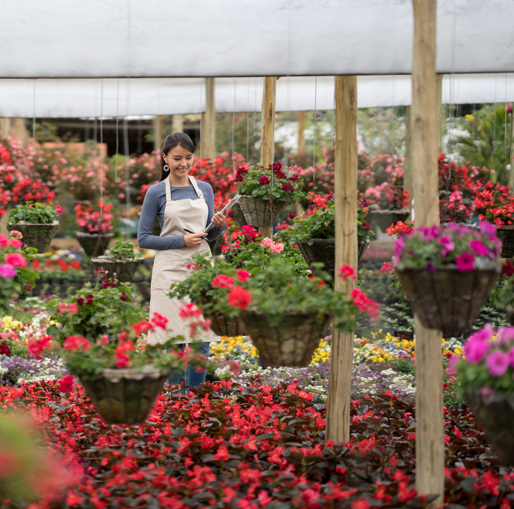 成花理论:促进植物开花,提升园艺生产效益 成花理论:促进植物开花,提升园艺生产效益