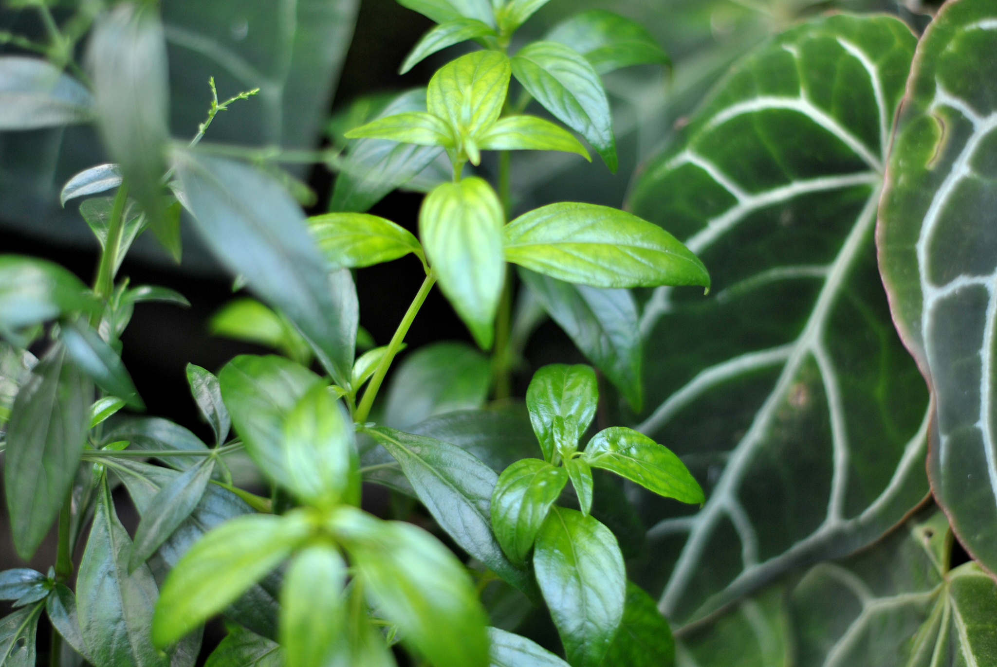 green, plants, medicine plant