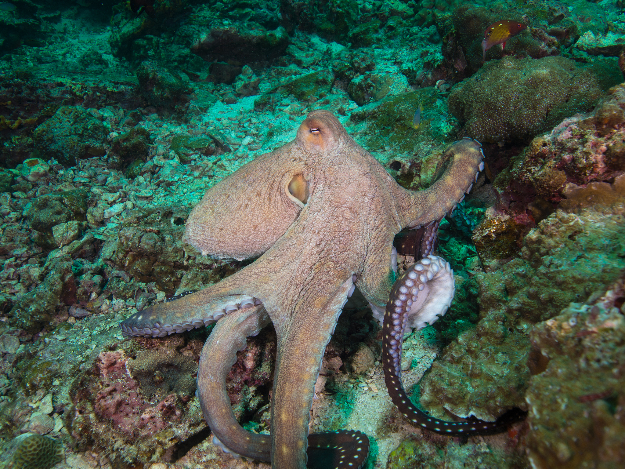 octopus on a coral reef
