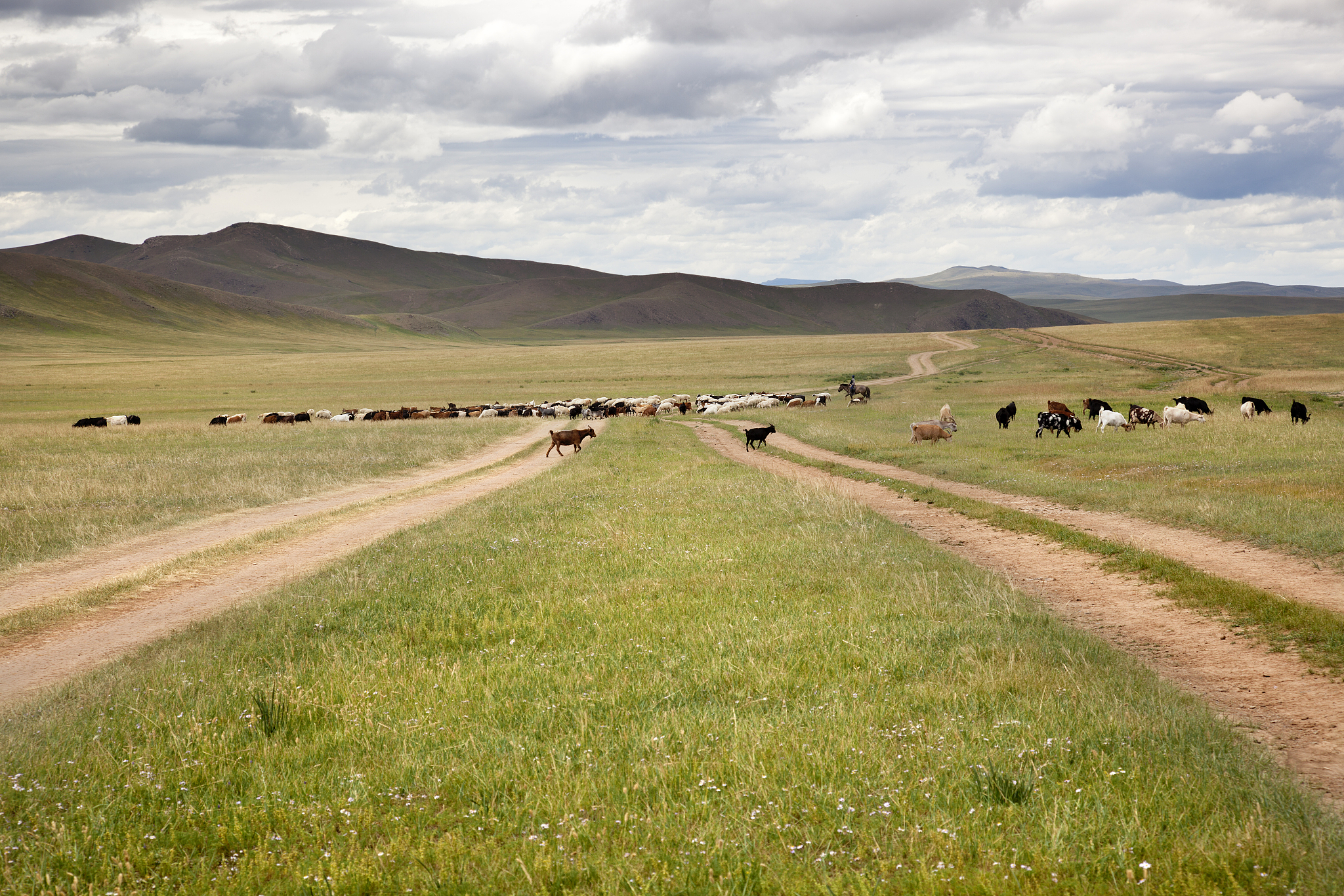 herd of goats