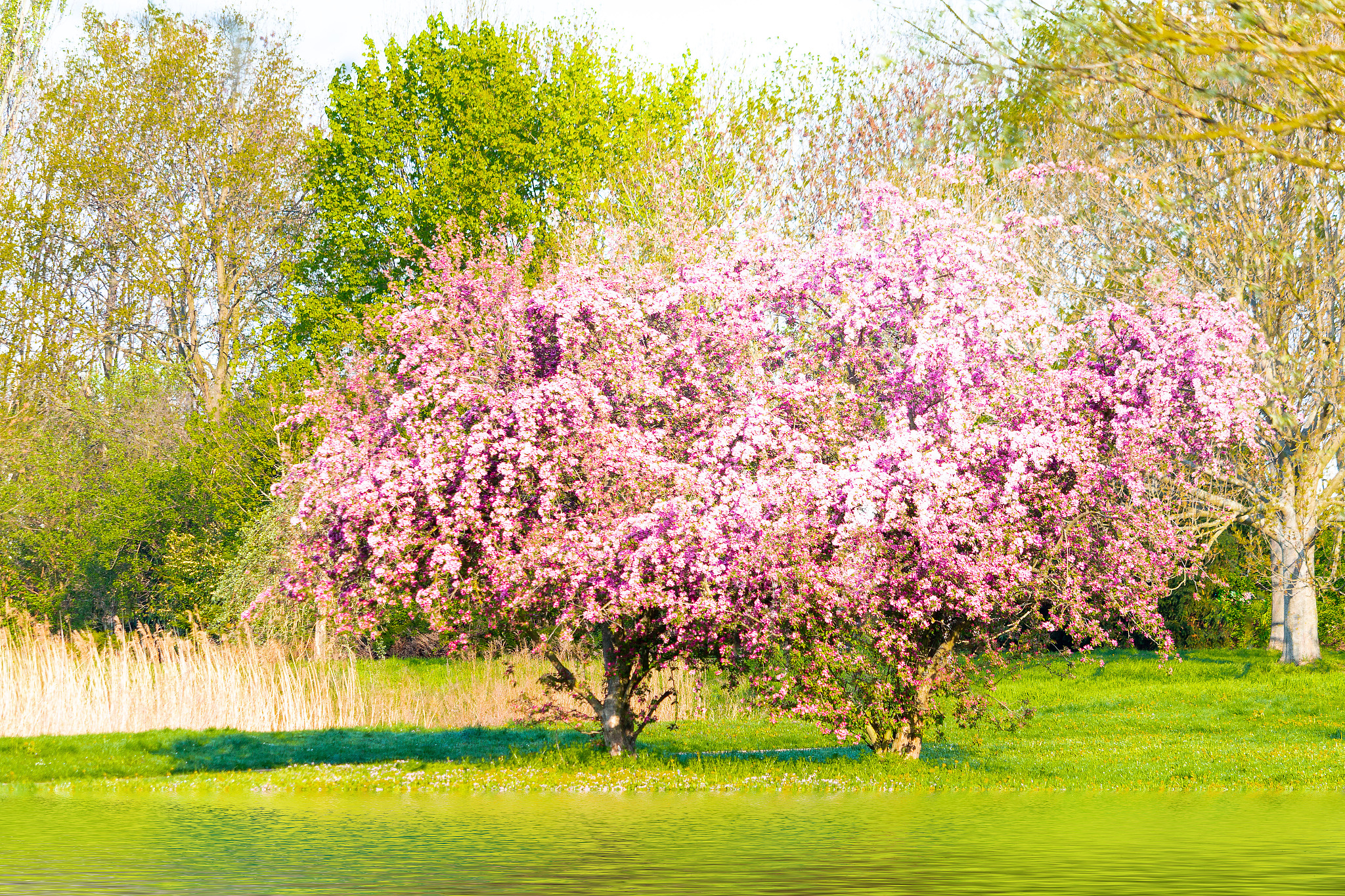 kirschbaum mit kirschblüte sakura am see