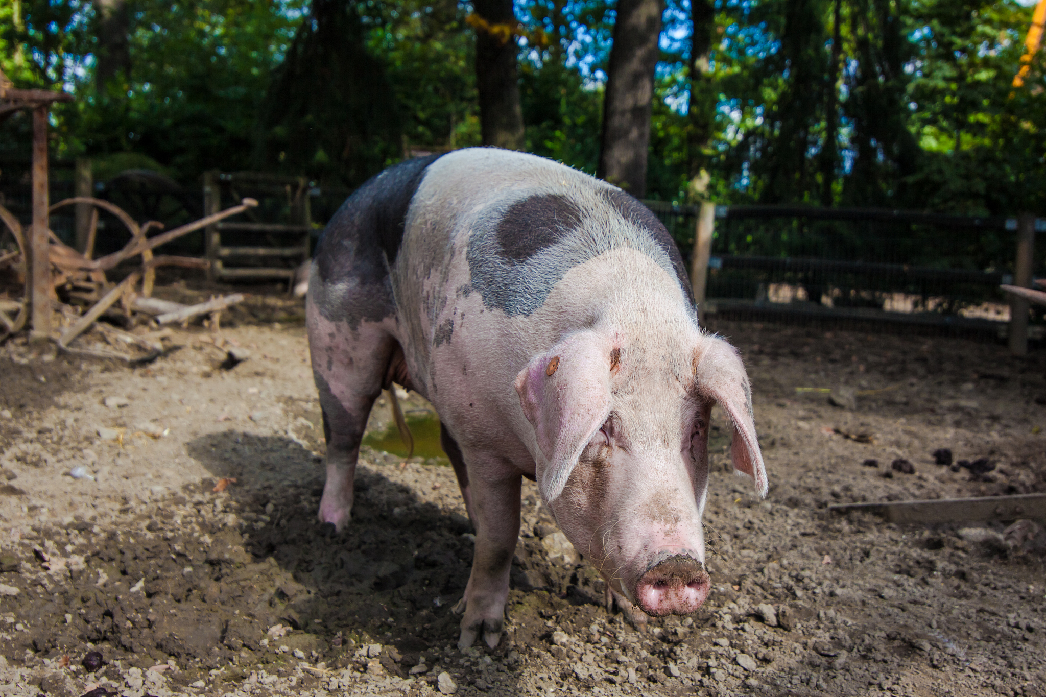 脱霉剂饮水和拌料的区别？