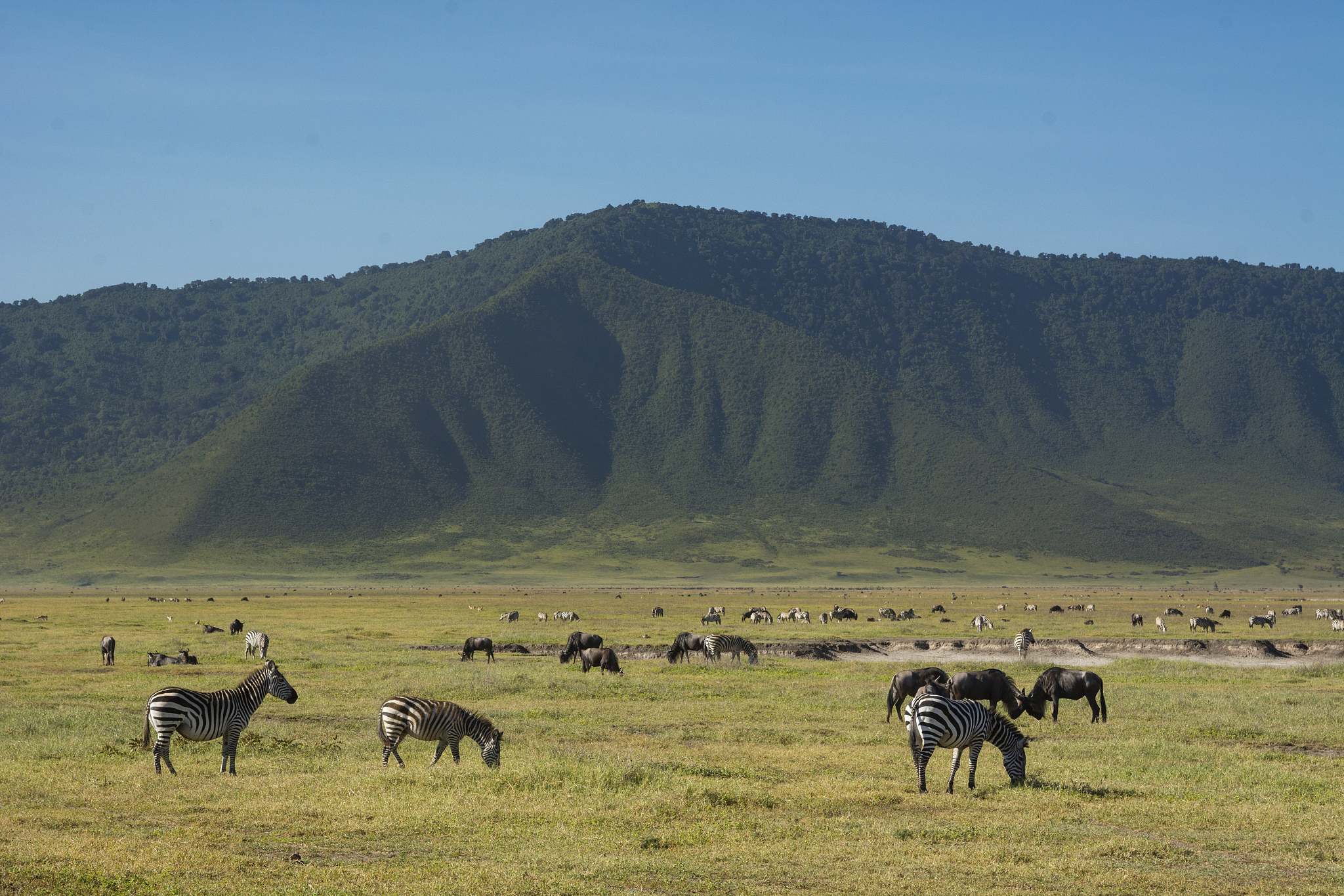 common zebras (equus quagga) in the ngorongoro crater, ngorongor