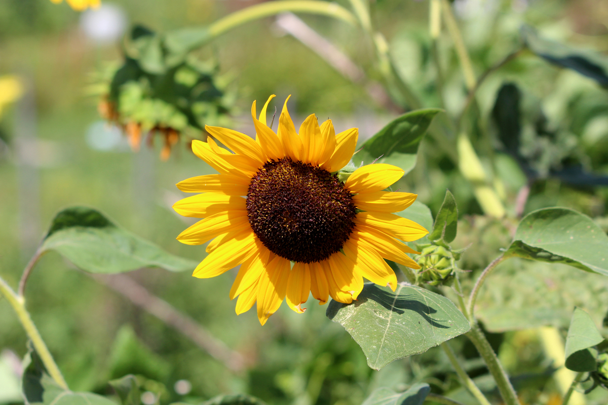 写一篇自身培育向日葵的《生命培育实践报告》