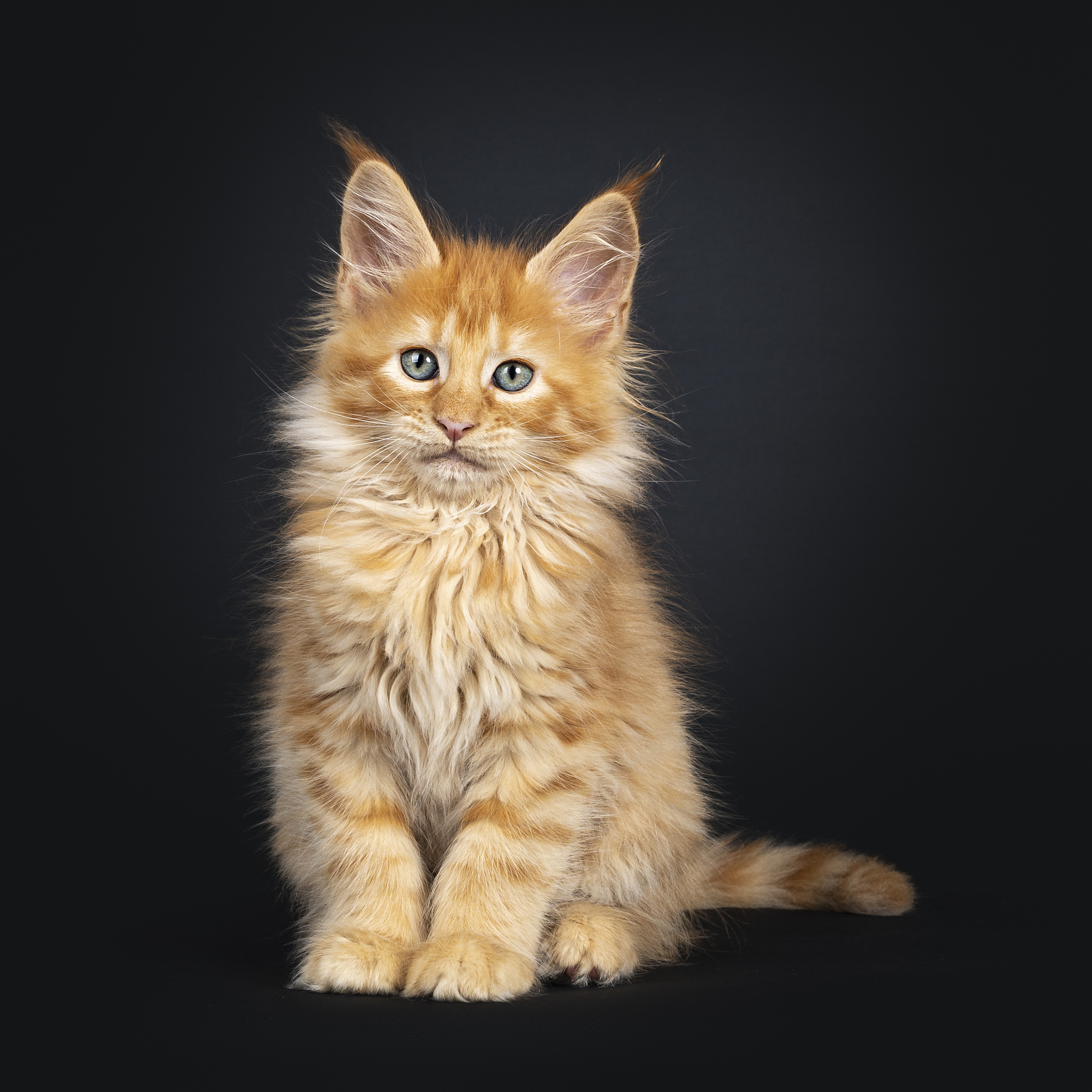 猫咪的秘密武器——星空猫砂，让你的爱猫生活更美好！