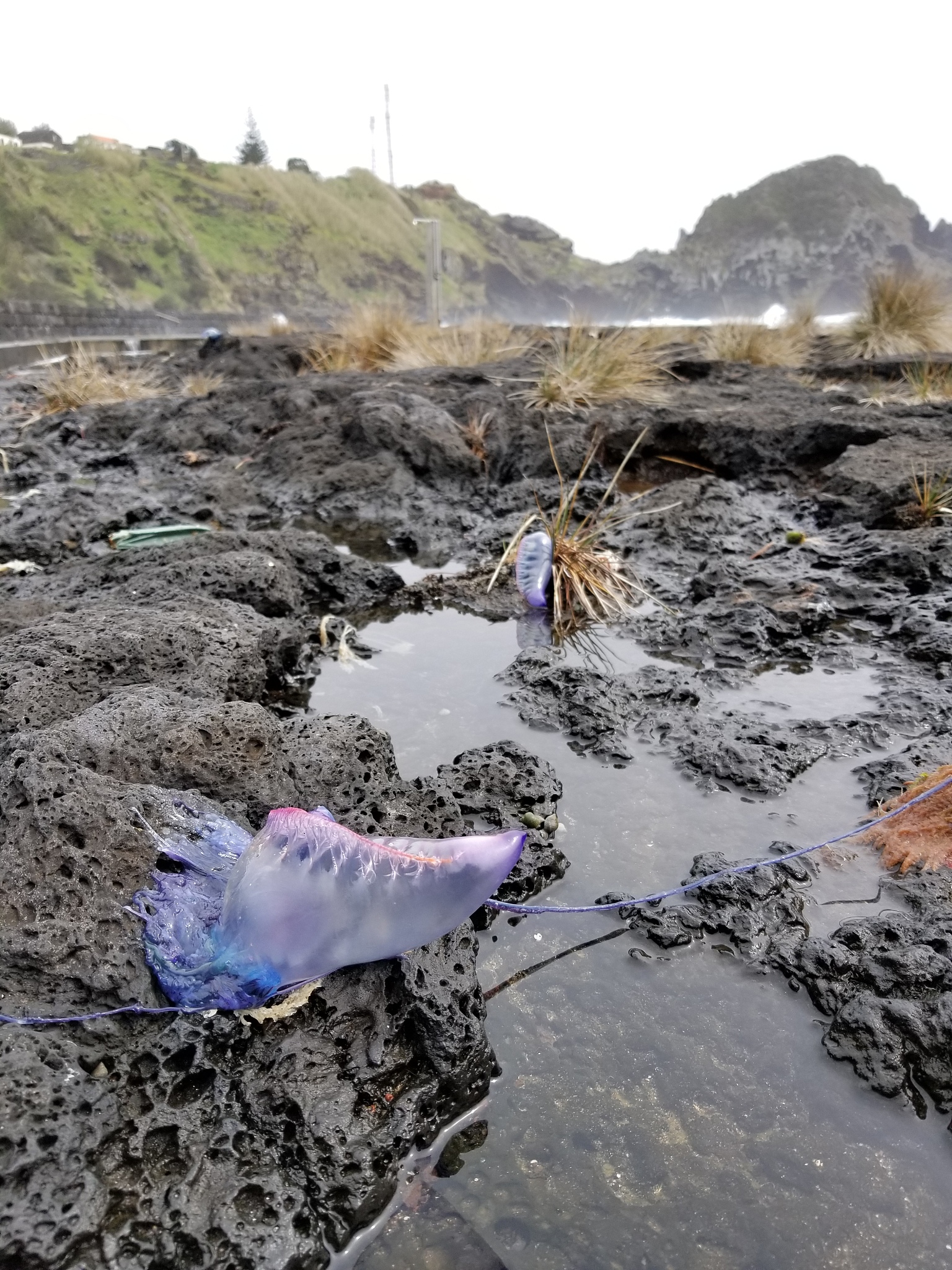 核污水排海的危害：对海洋生态和人类健康的严重威胁