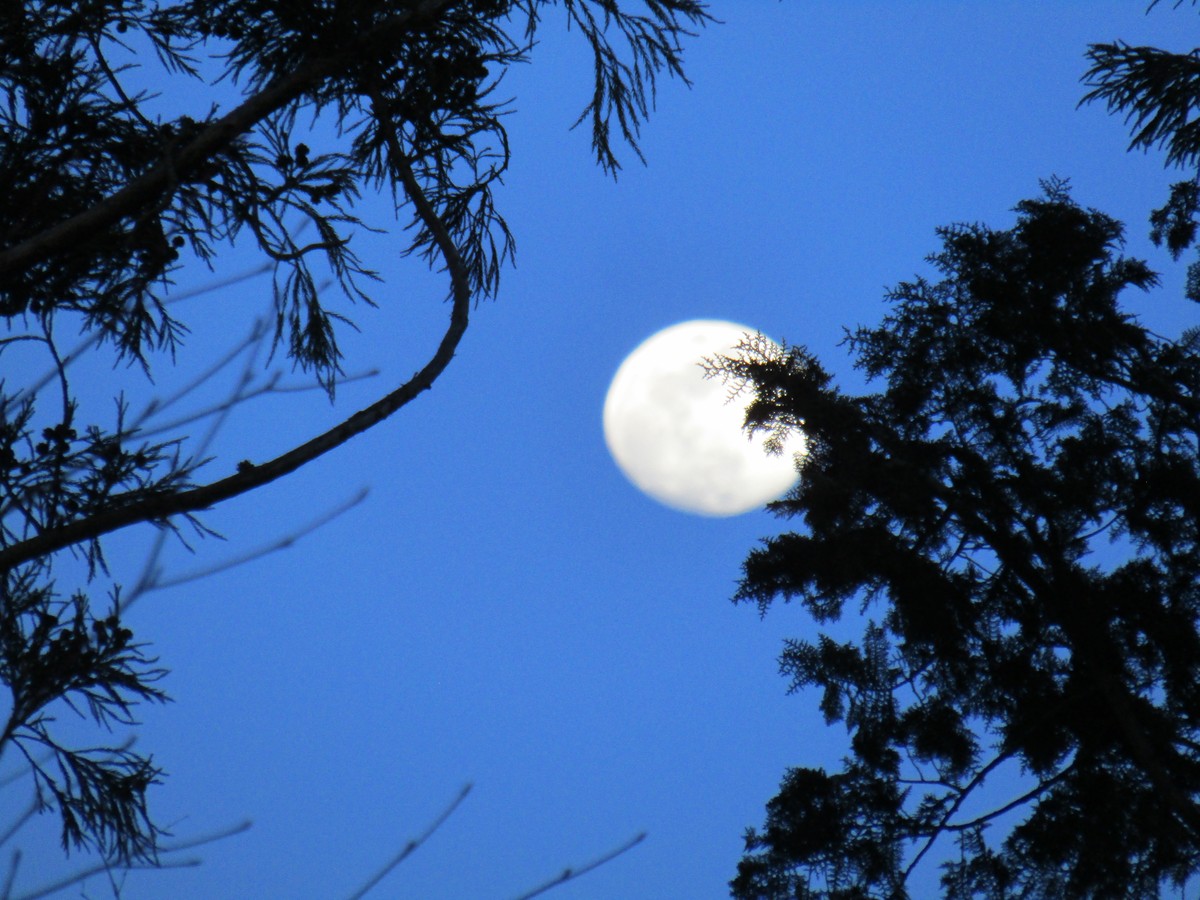 写月亮的诗句有哪些？探索月色的诗意与象征