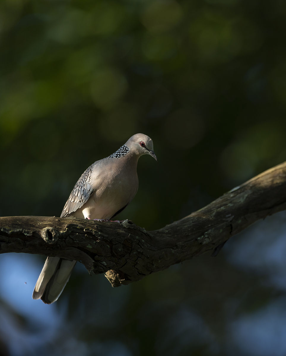 人类学纪录片与伦理道德之间的关系