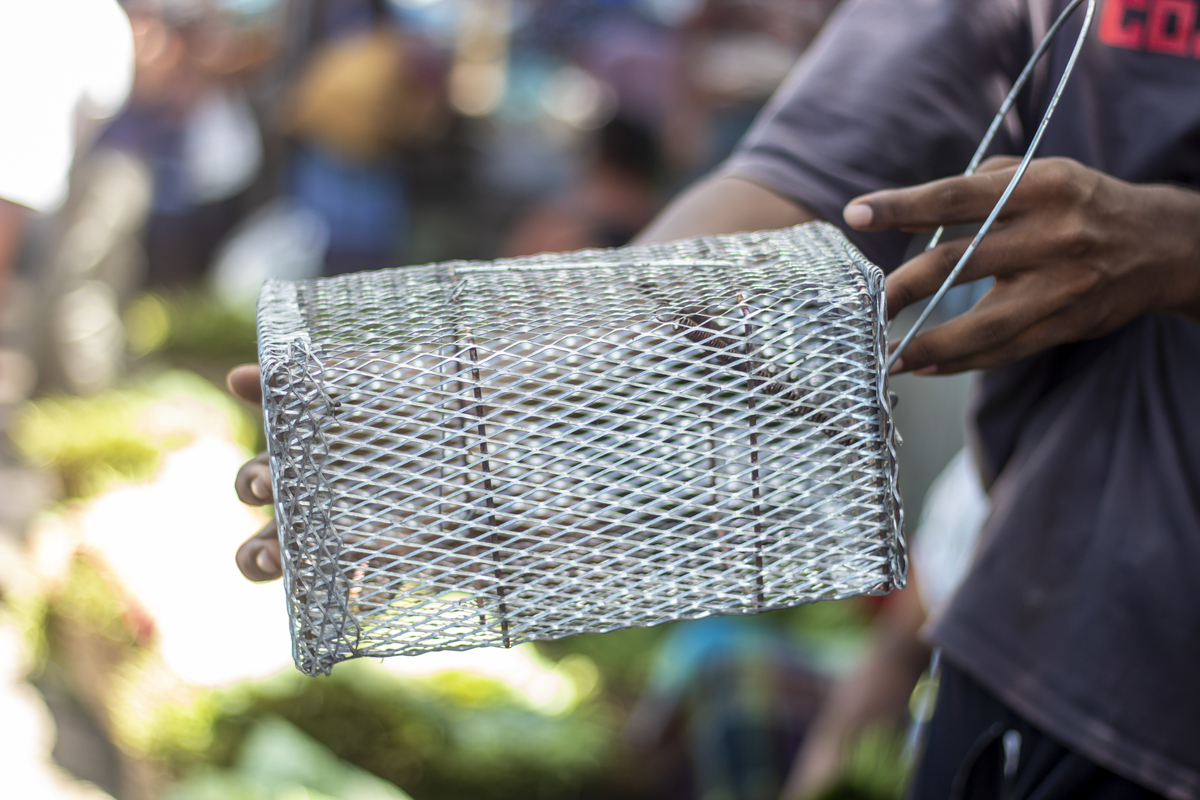 黄鳝笼 - 提高黄鳝产量和品质的养殖利器