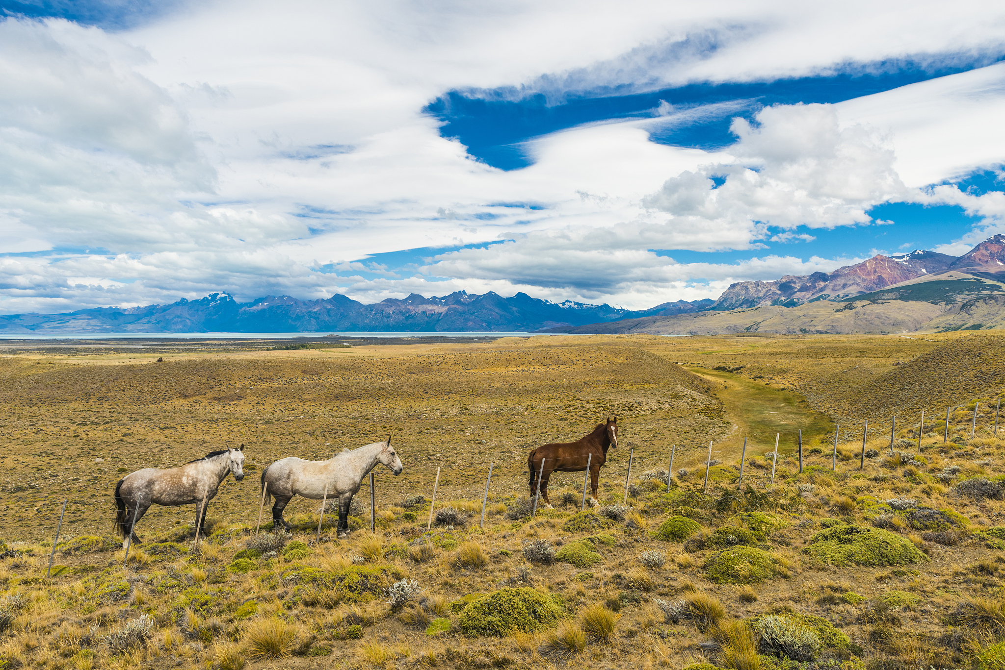 horses in patagonian plains