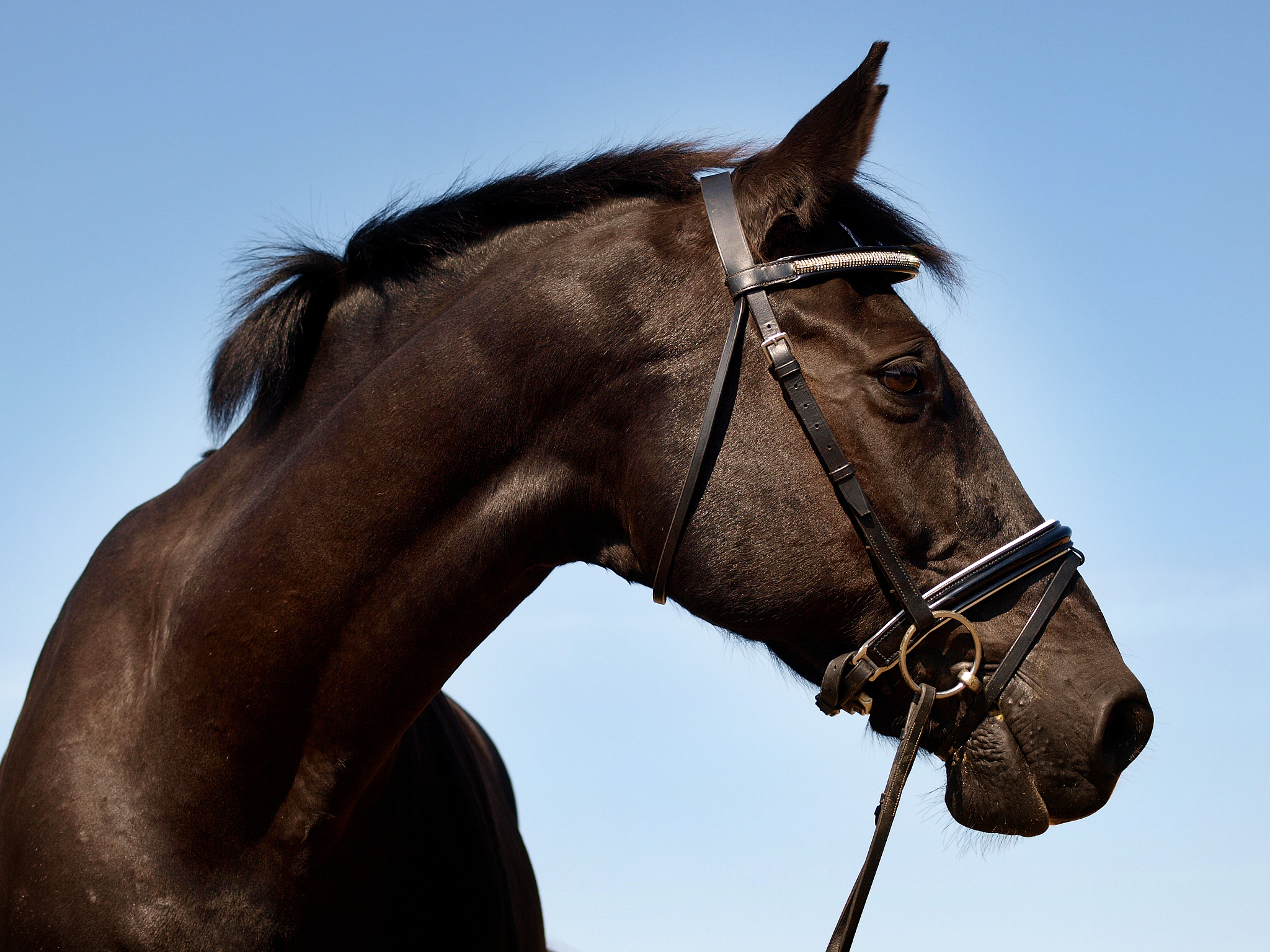 black horse head shot