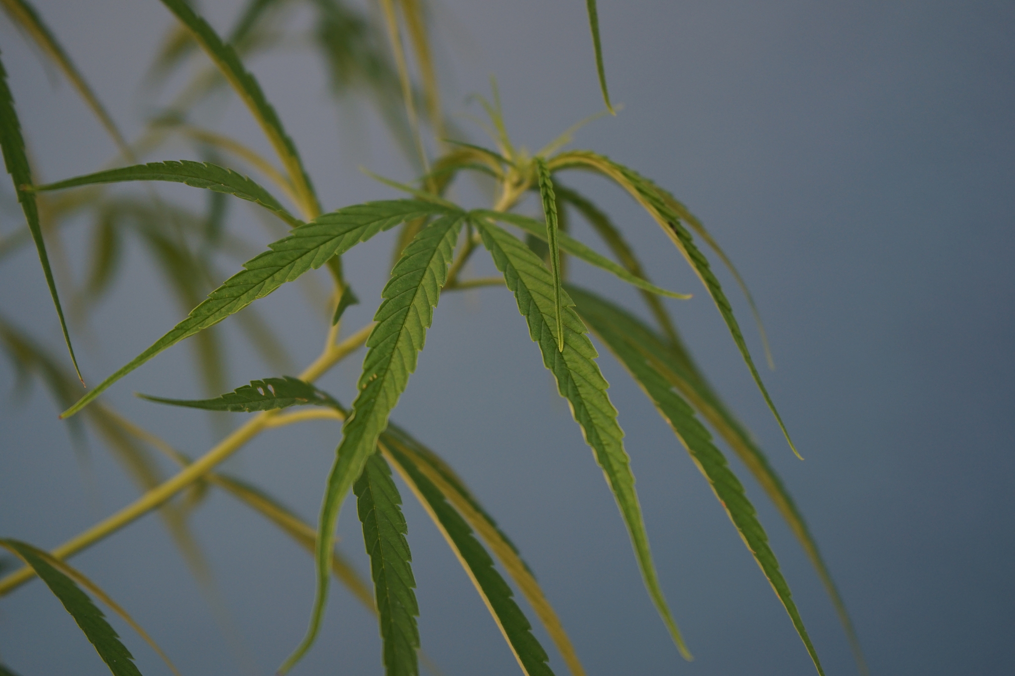 泰国大麻合法化：医疗与经济双赢？