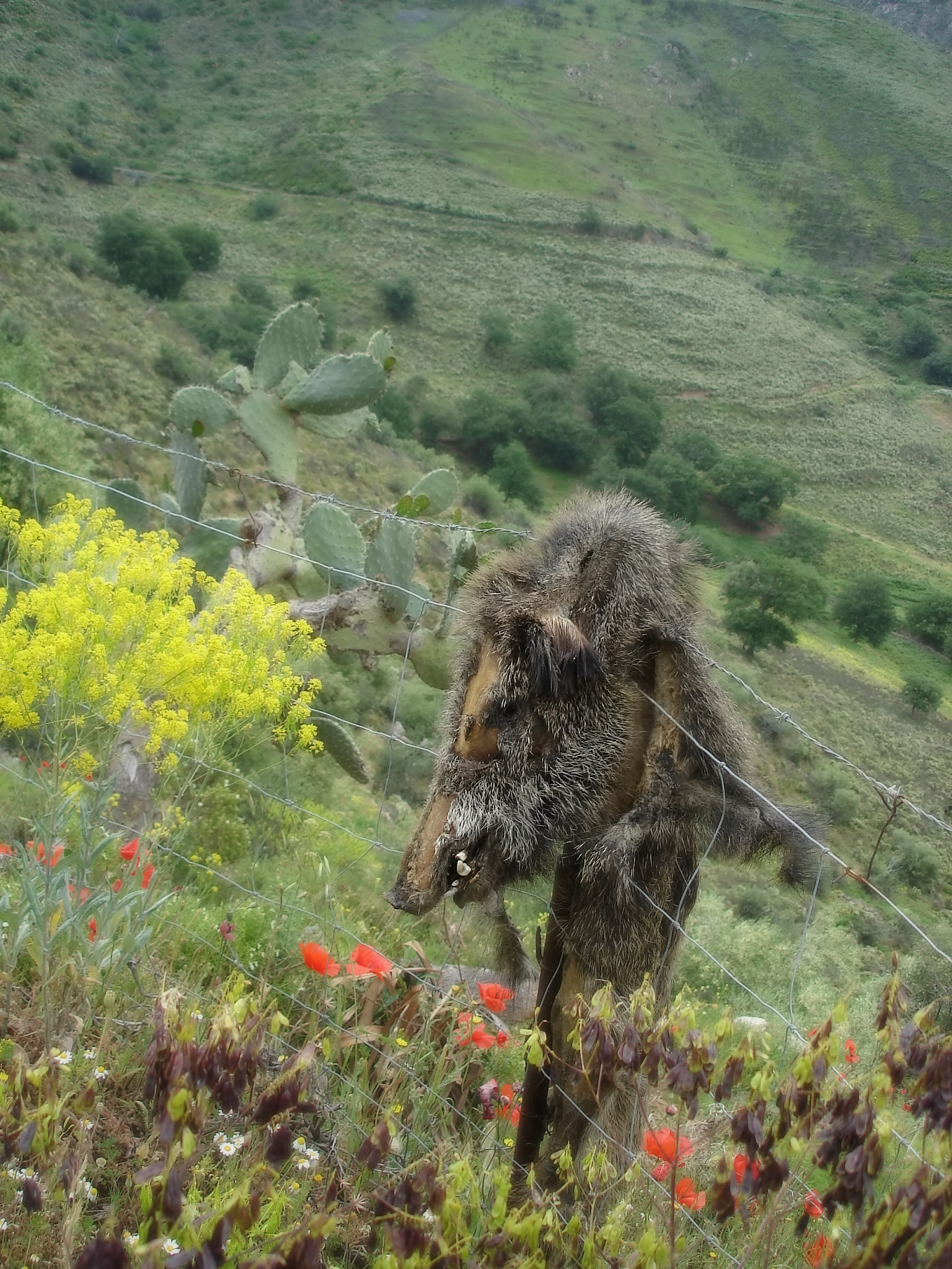 怪奇物语1984 手游更新：新剧情、角色、地图和多人模式！