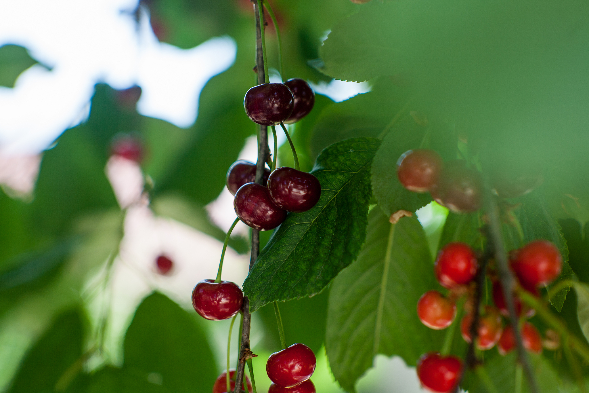 red yummy cherry on the tree. close up.