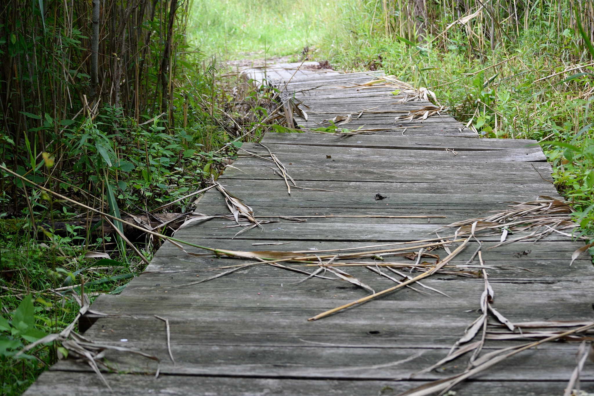 plank path