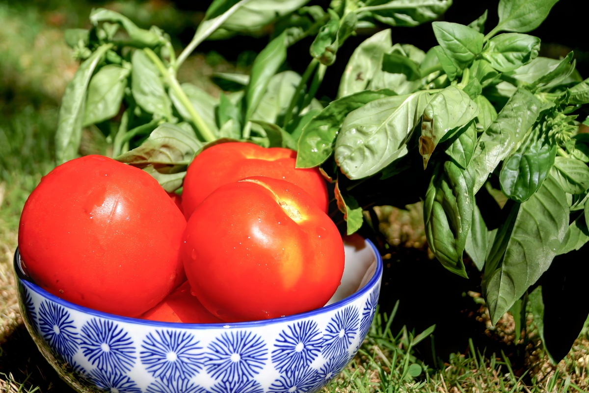 未成熟西红柿能吃吗？营养、口感、注意事项全解析