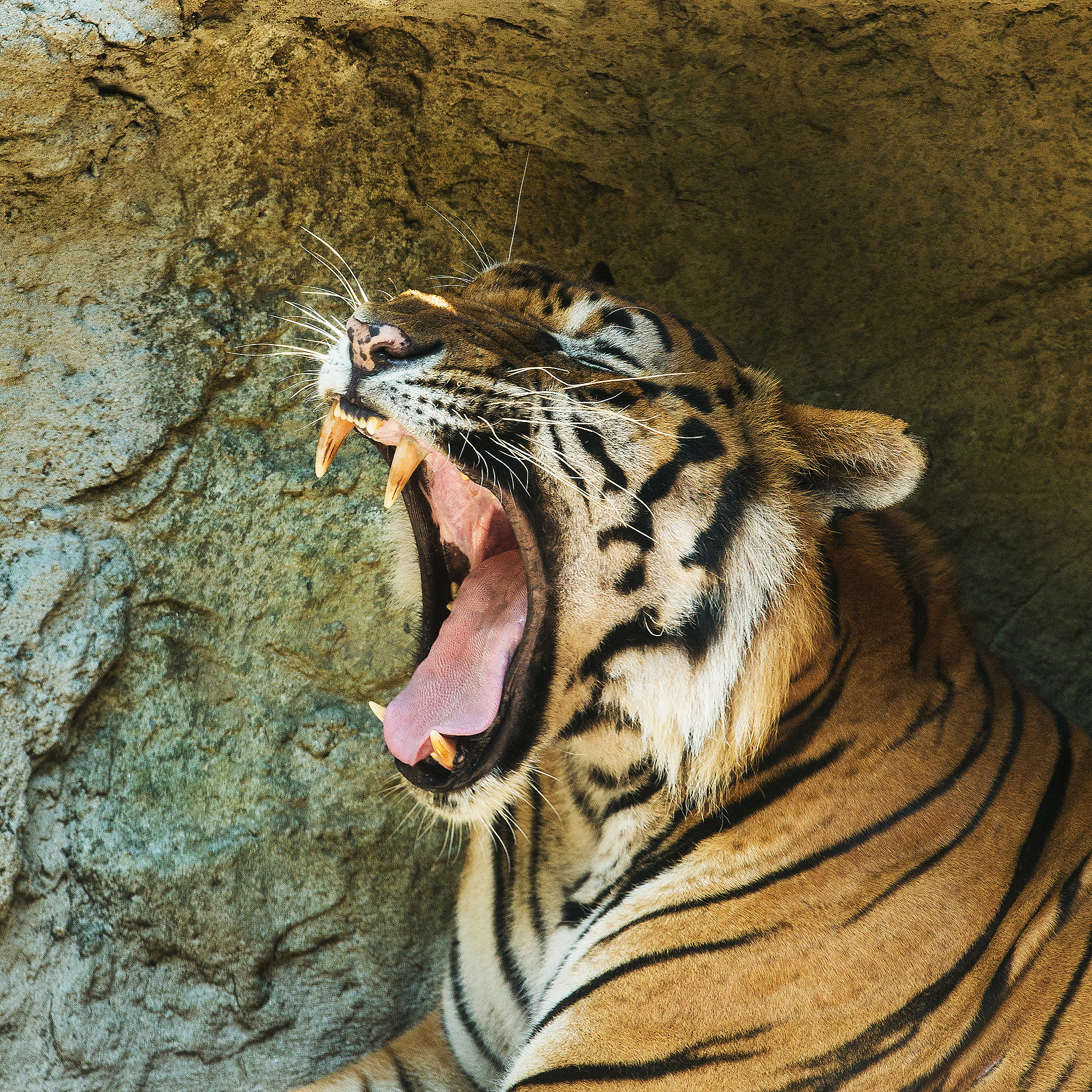 虎字几画 - 了解虎的特征和习性