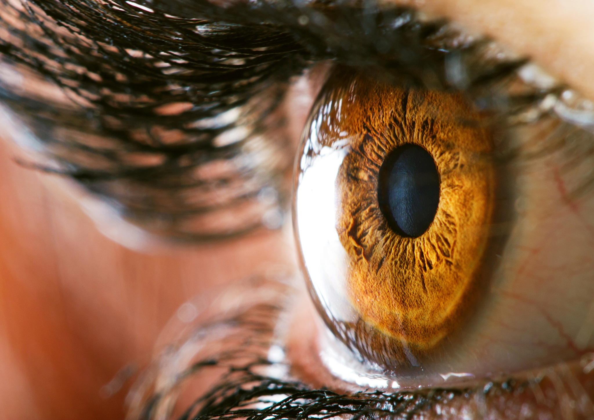 human eye
