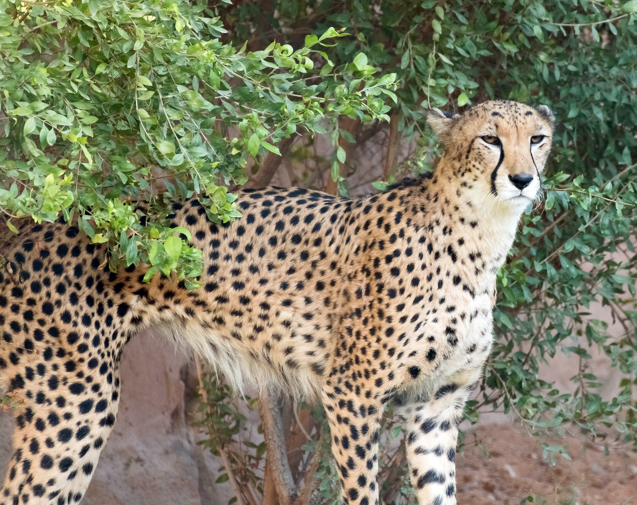 wild animal cheetah or tiger in jungle
