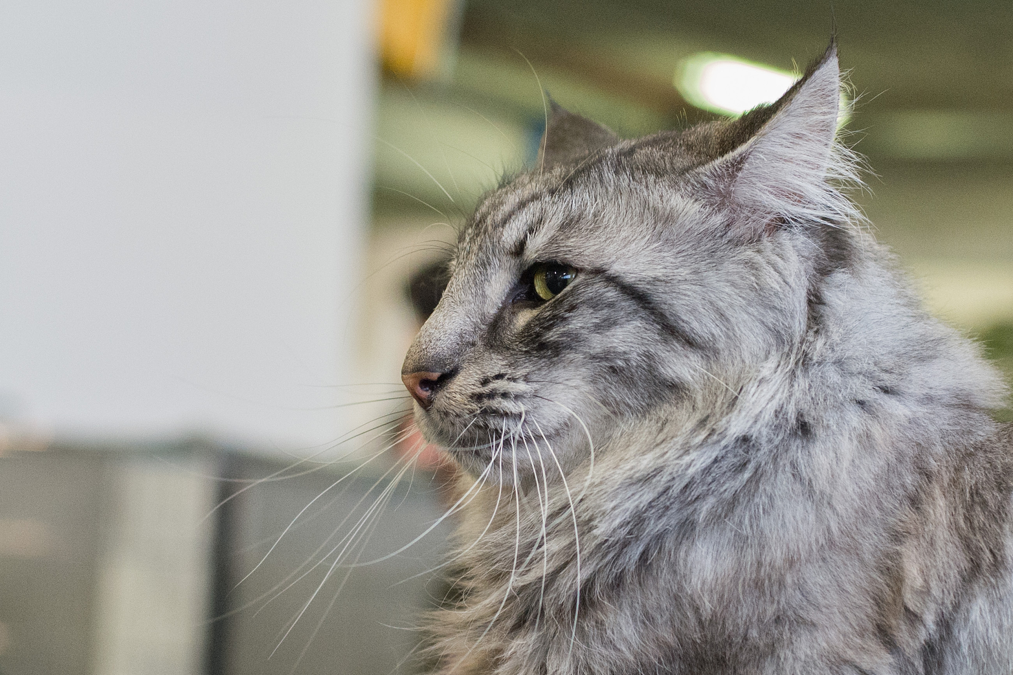norway forest cat close up portrait