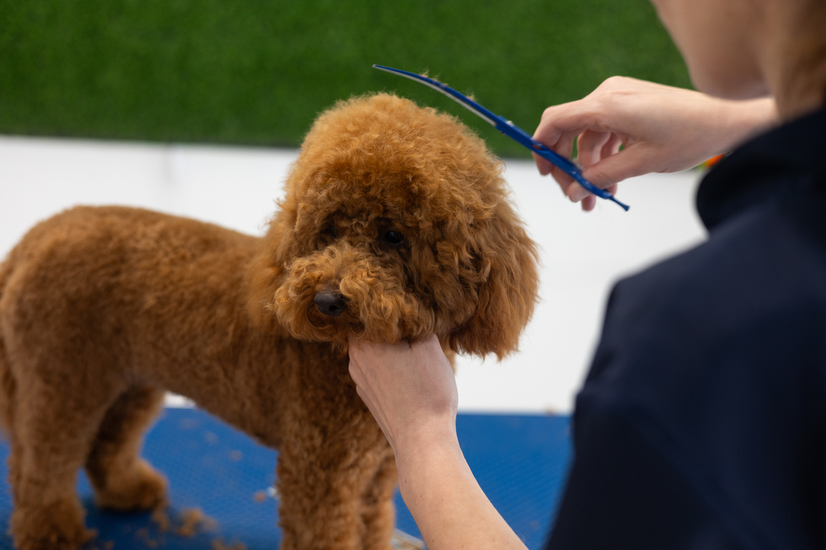 养一只泰迪犬需要掌握的基础知识