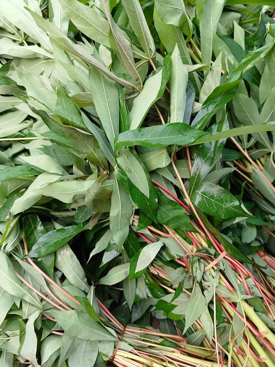 龙爪擦脸的功效与作用