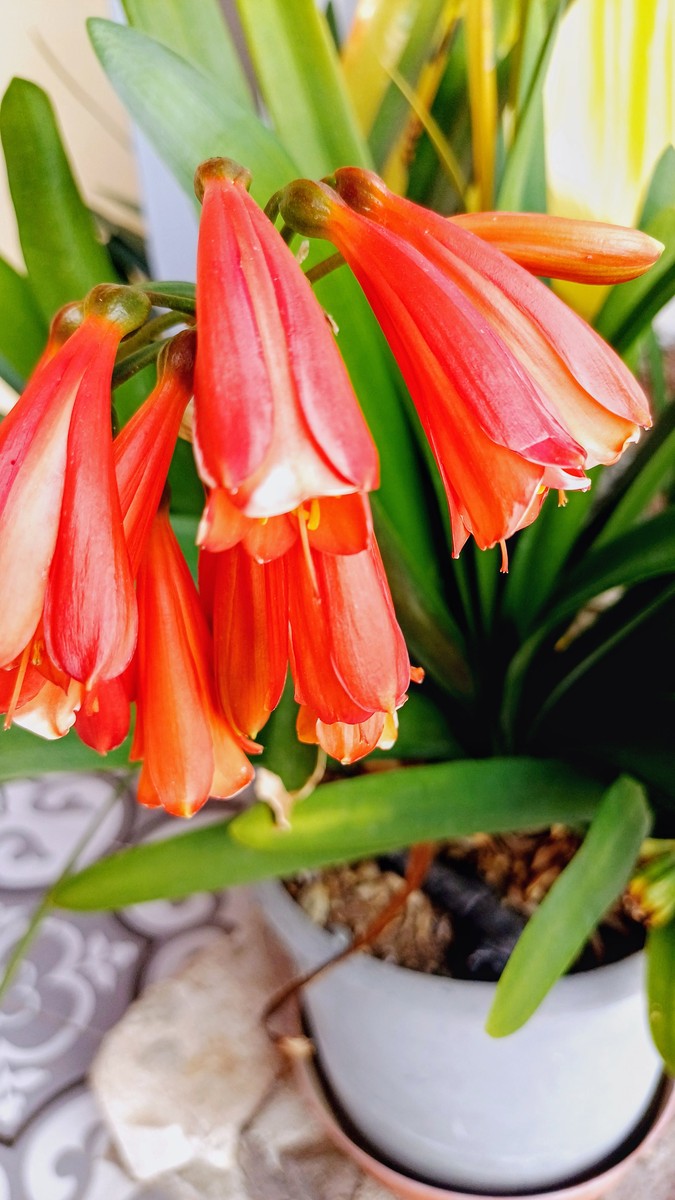 朱顶红是一年生还是多年生 朱顶红能地栽吗是多年生的吗