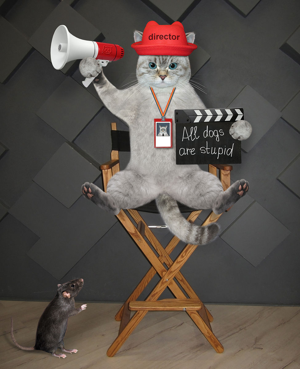 椅子上的猫灰色导演拍电影2