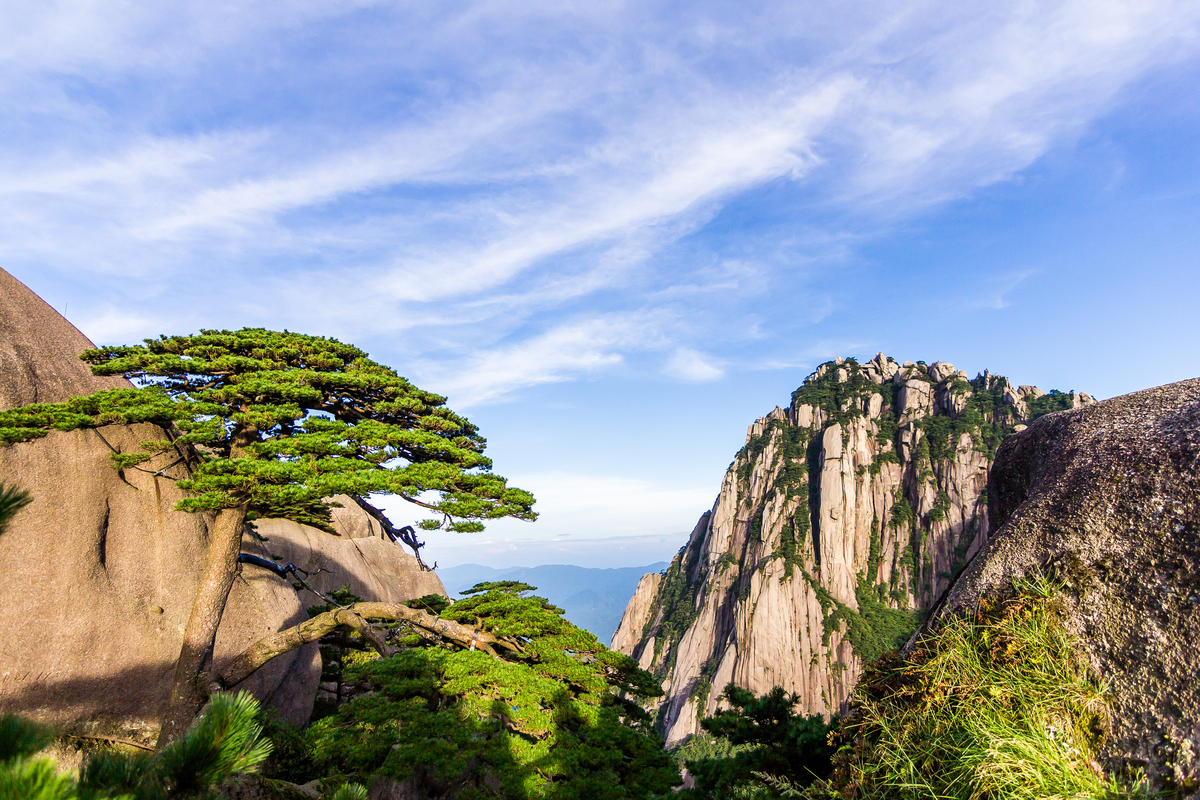 黄山迎客松：中国最美的松树之一