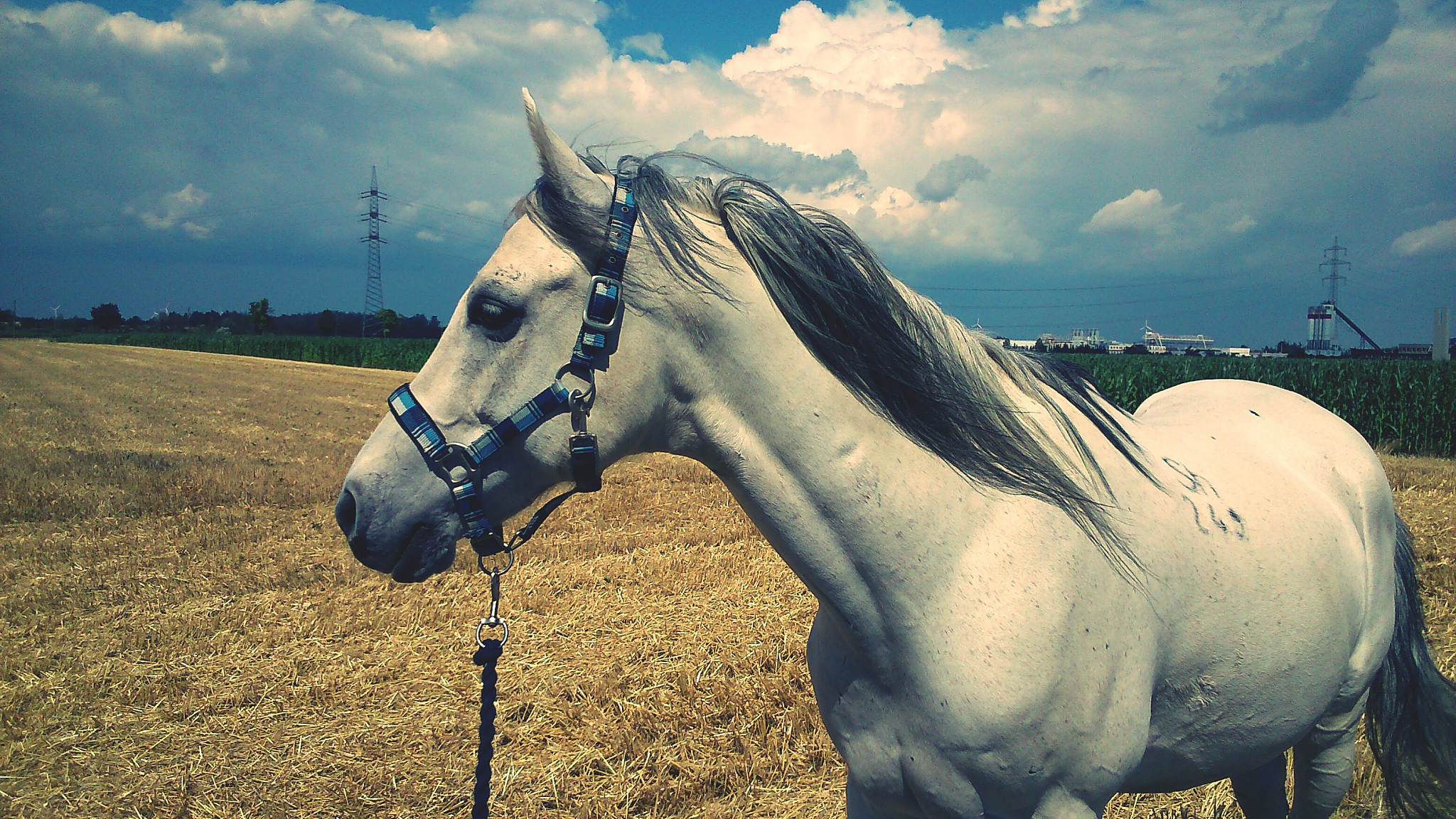 side view of horse on field against sky