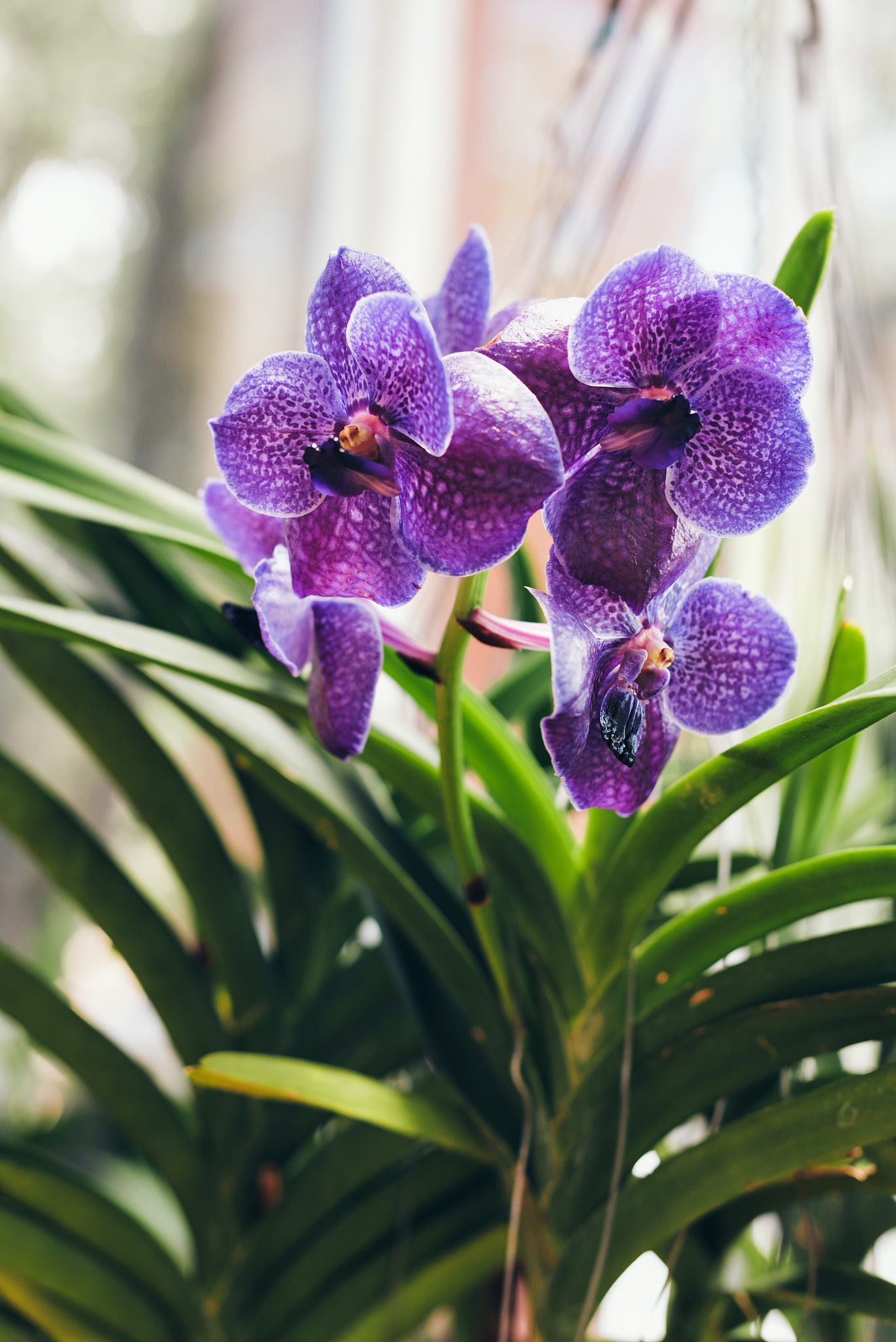 beautiful purple orchid flowers