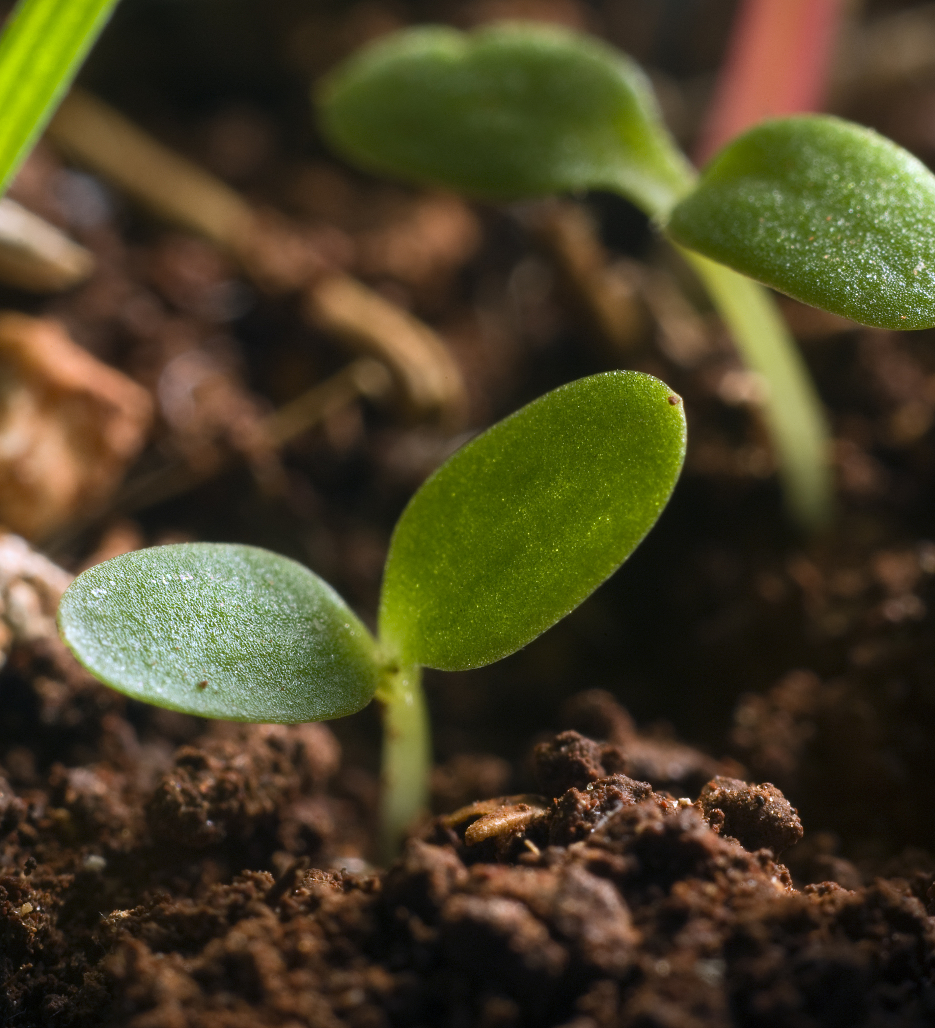 种植比赛发芽惊喜：如何让幼苗茁壮成长并赢得比赛