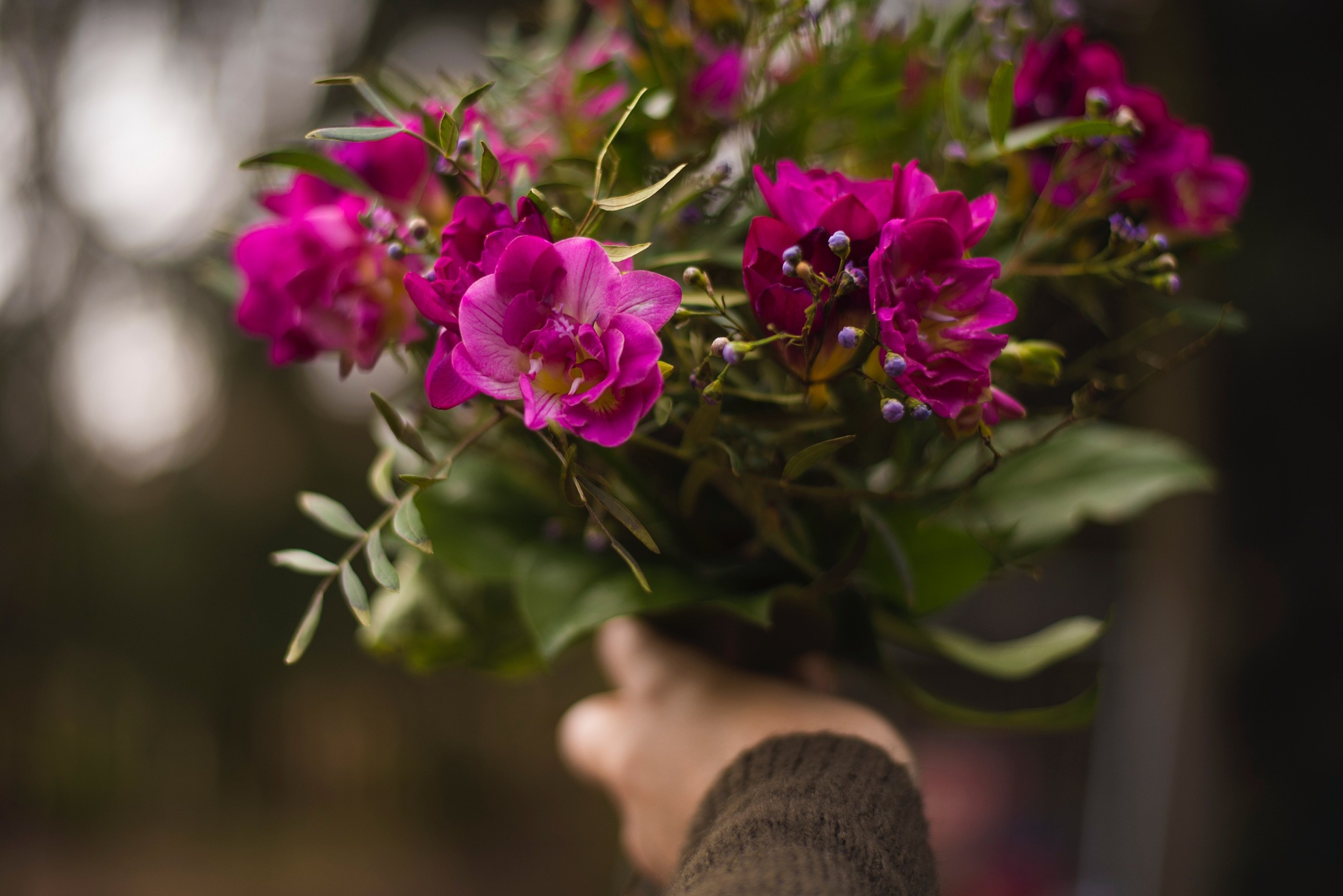 close-up of hand holding purple flowering plant