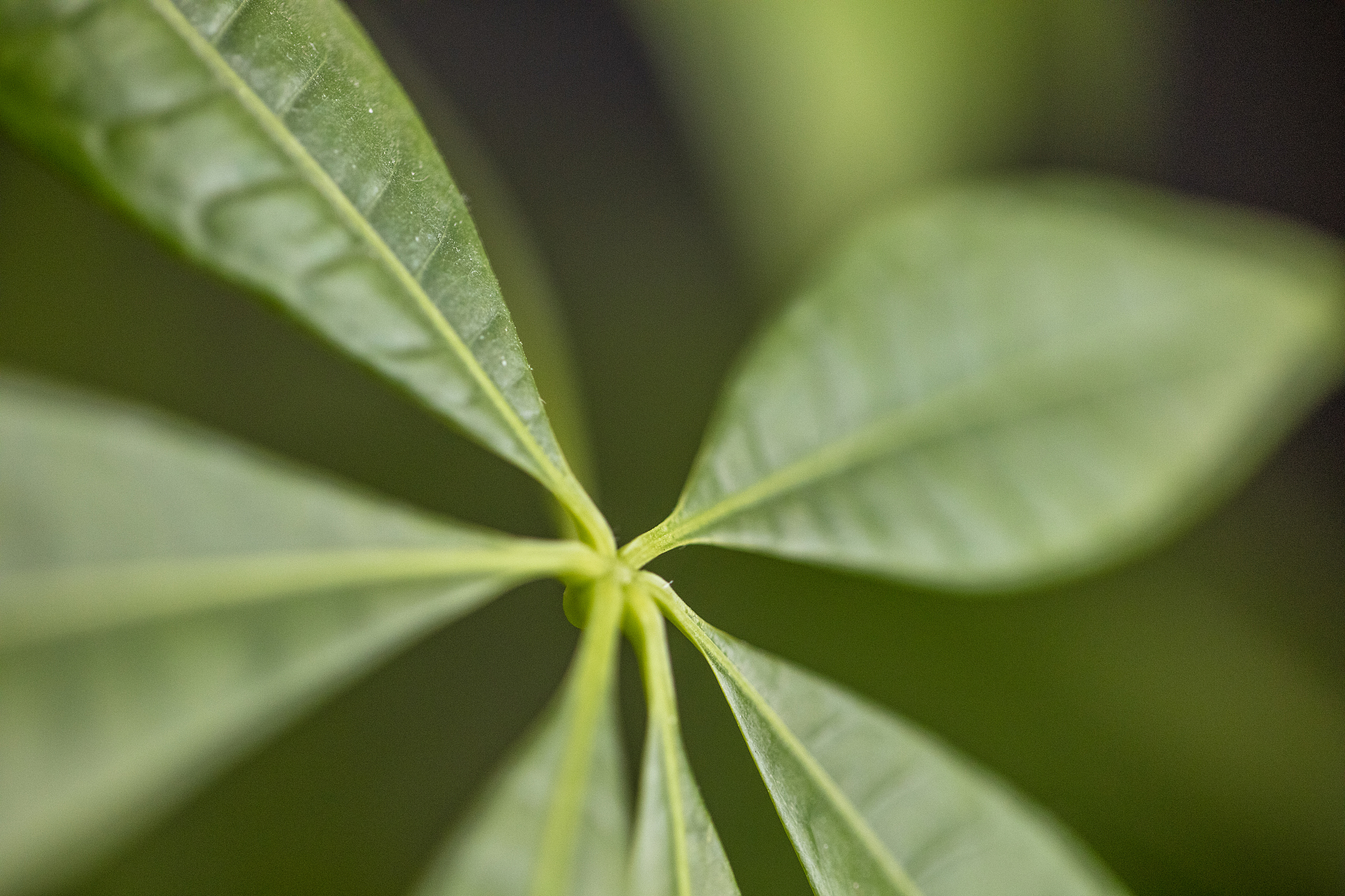 macro shot of leaves from a money tree, which is also called pac