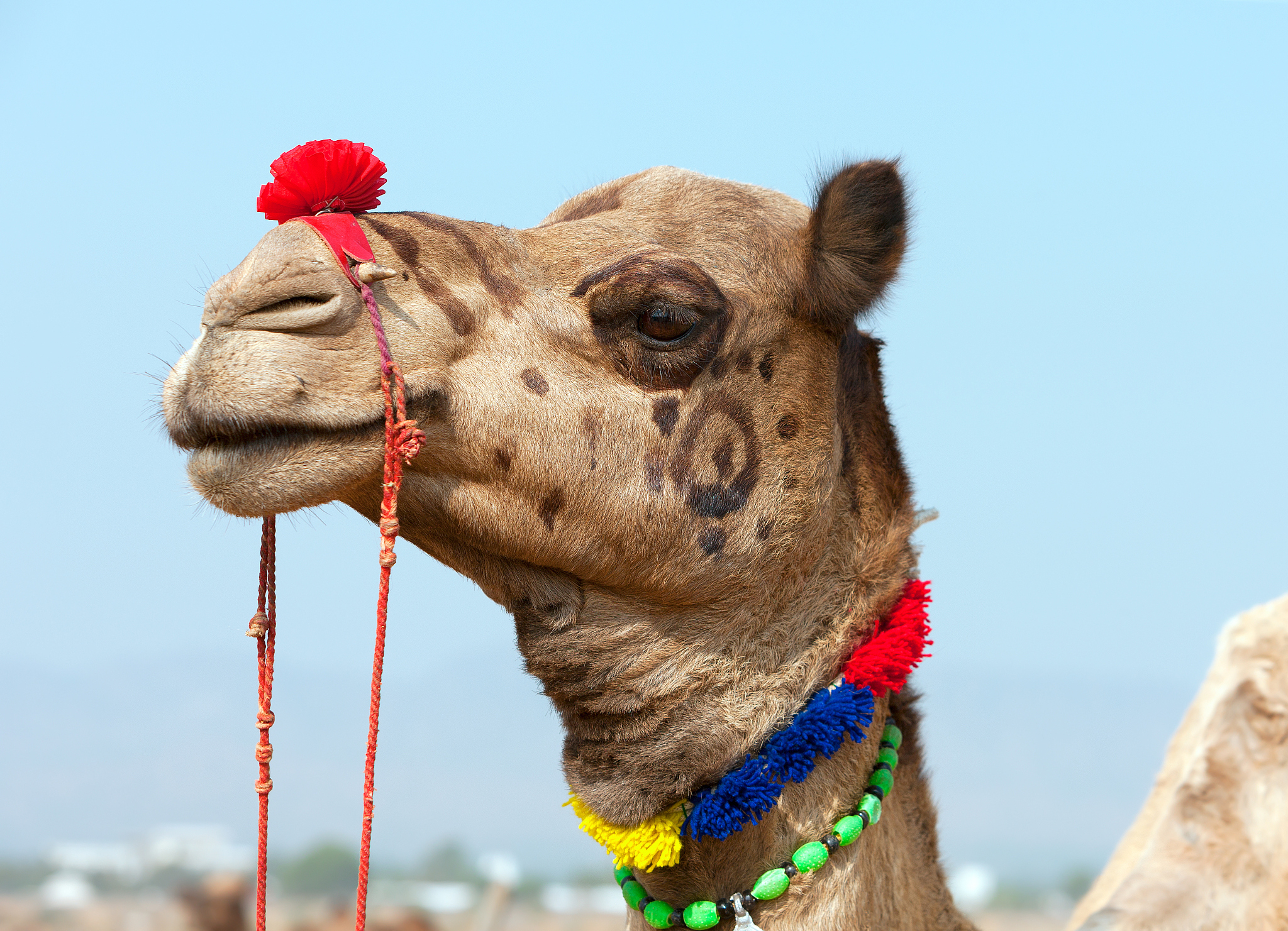 decorated camel at the pushkar fair. rajasthan, india.
