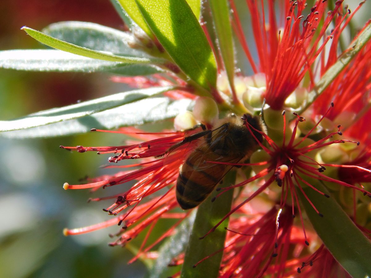 如果蜜蜂消失了，世界会发生什么？