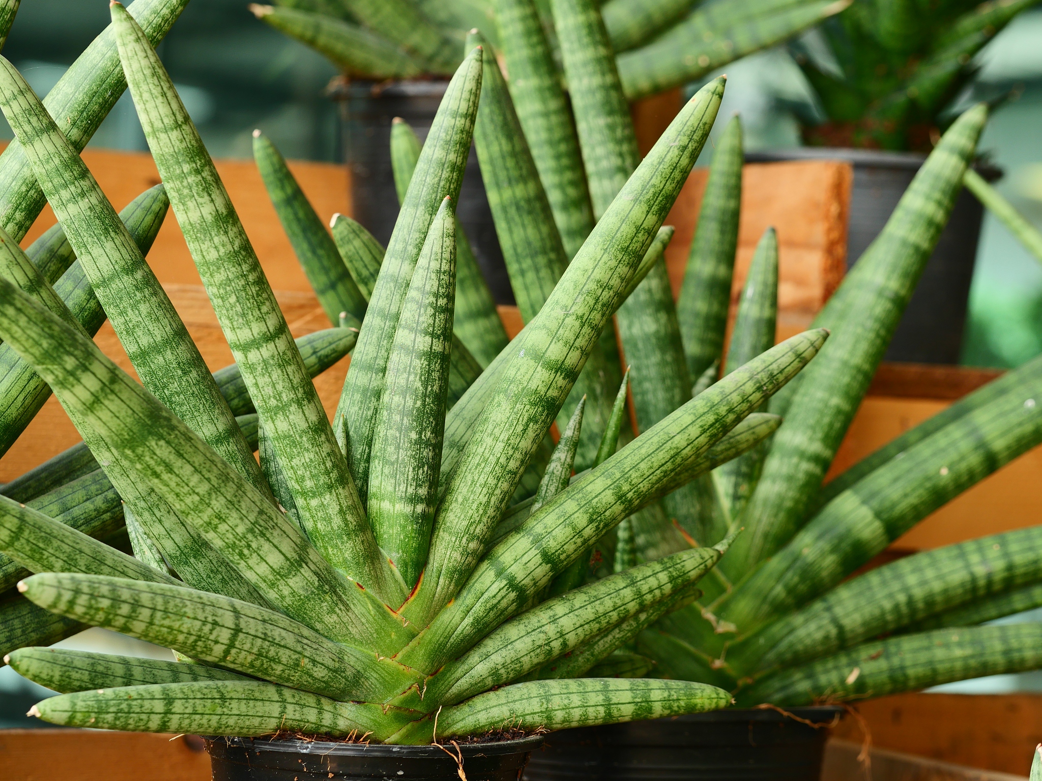 sansevieria on the ground