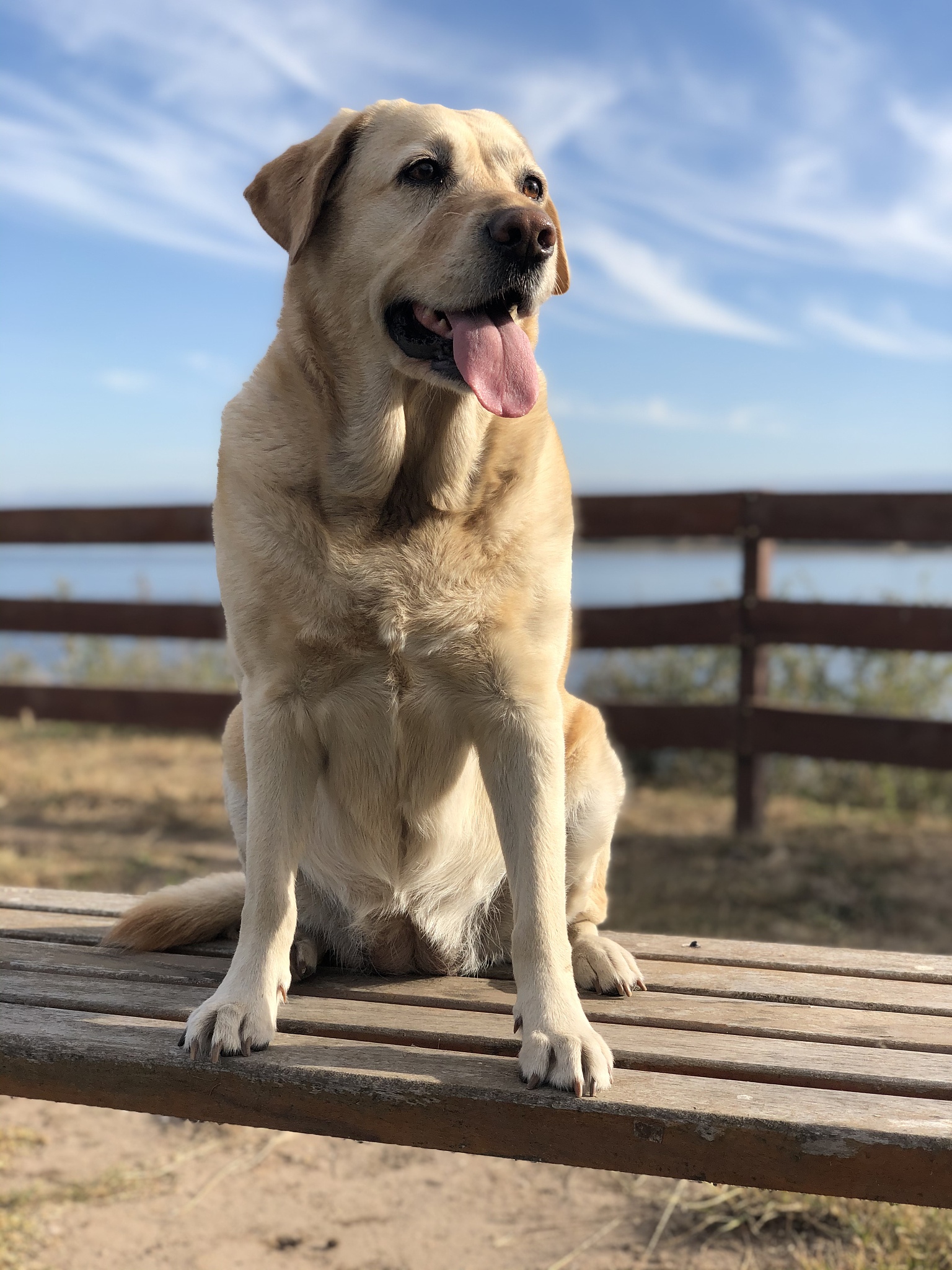 狗狗品种大全：20种常见犬种介绍