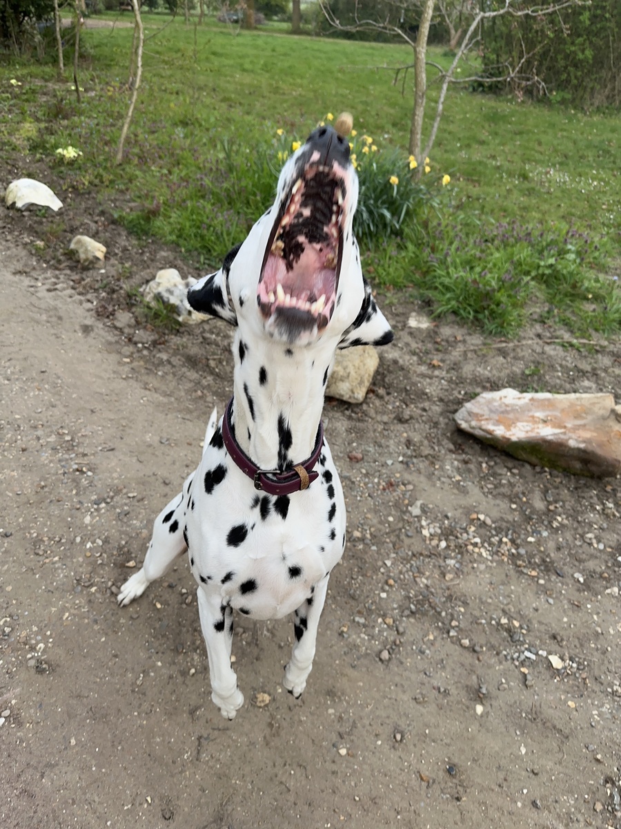 根据以下内容写出一条30字左右的短视频标题：小狗经常弓腰伸腿这是怎么回事？