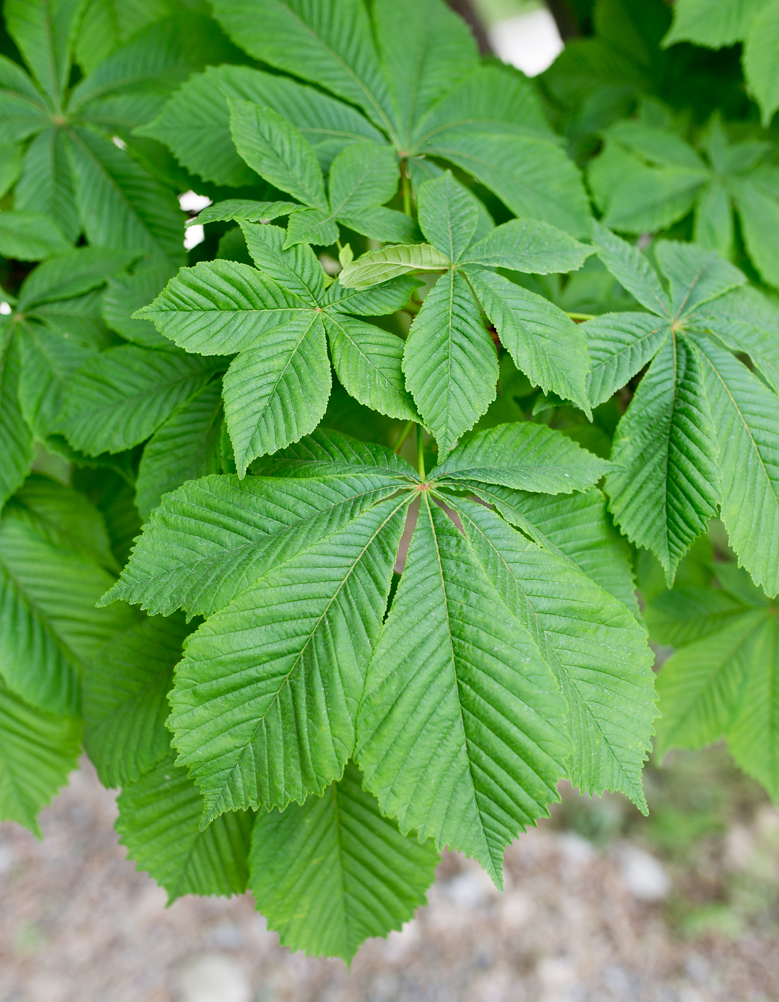green leaves on the tree in nature